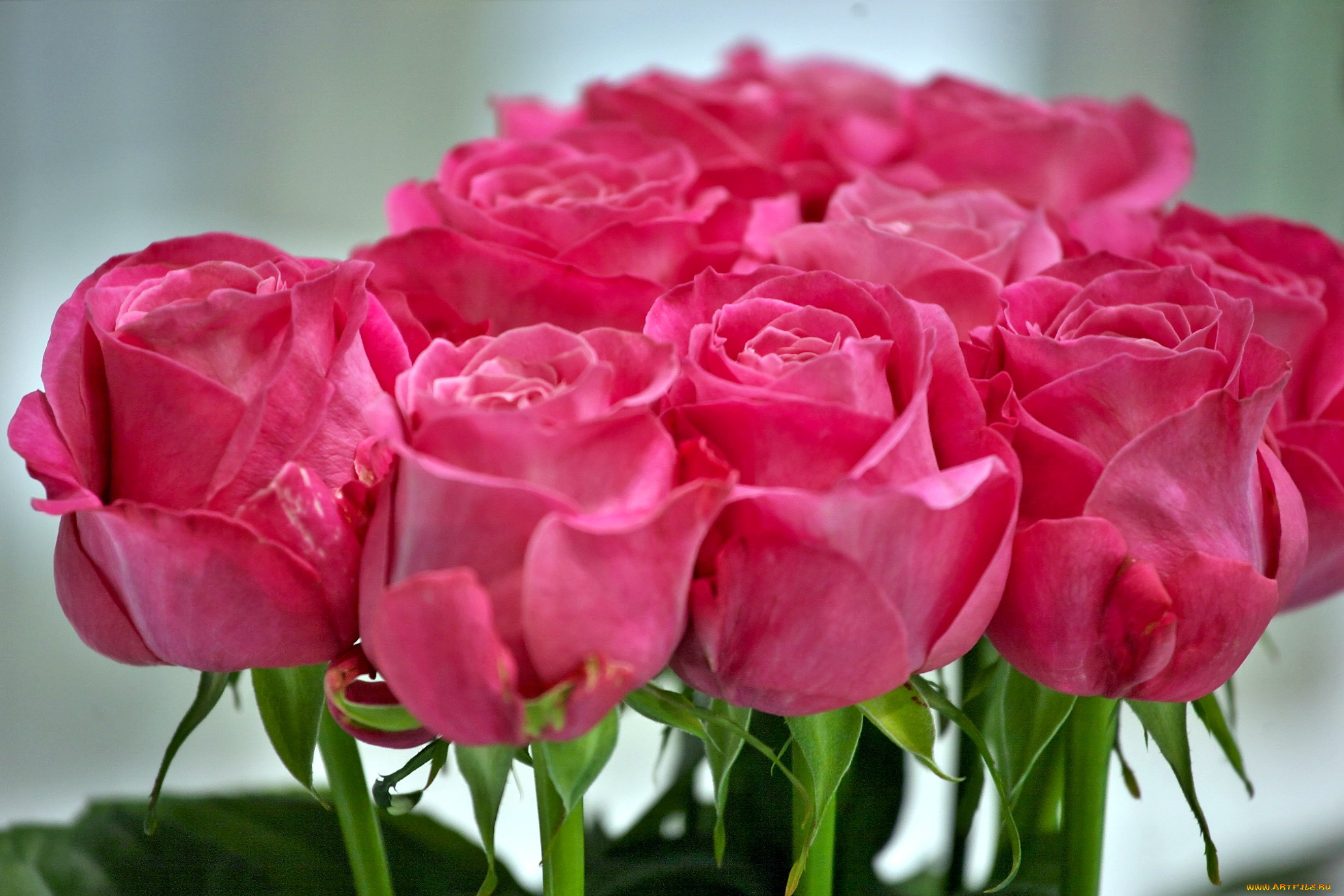 цветы, розы, розовый