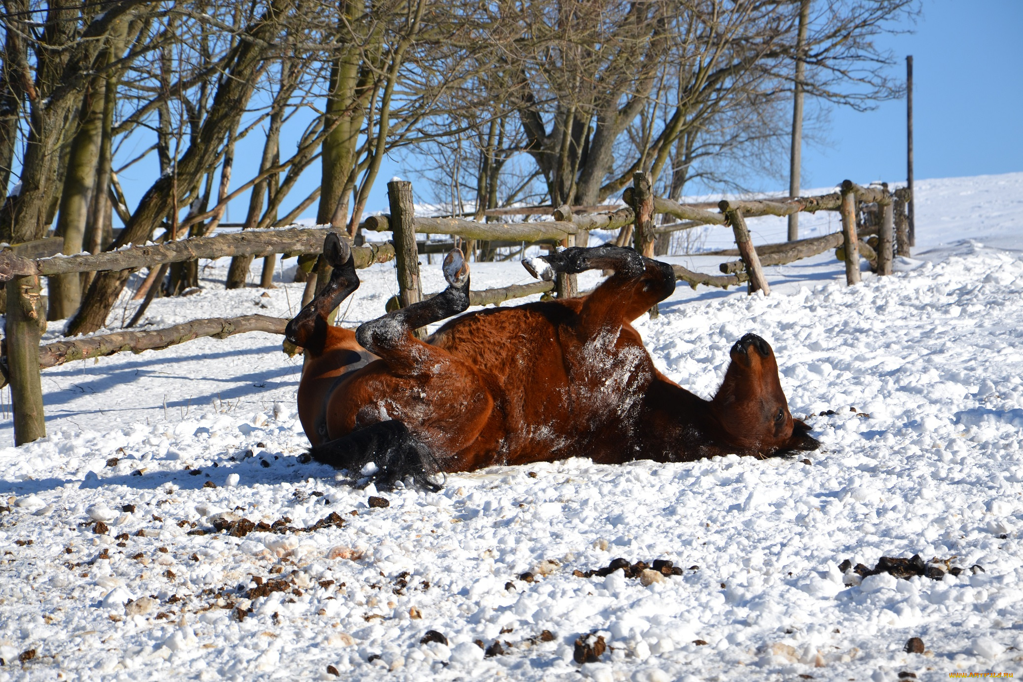 животные, лошади, лес, деревья, зима, снег, иней, лошадь