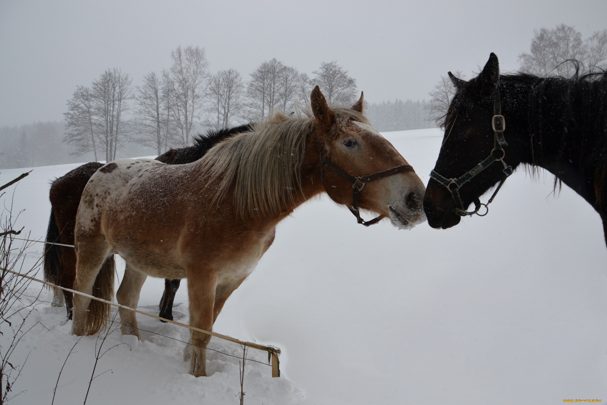 животные, лошади, зима, снег