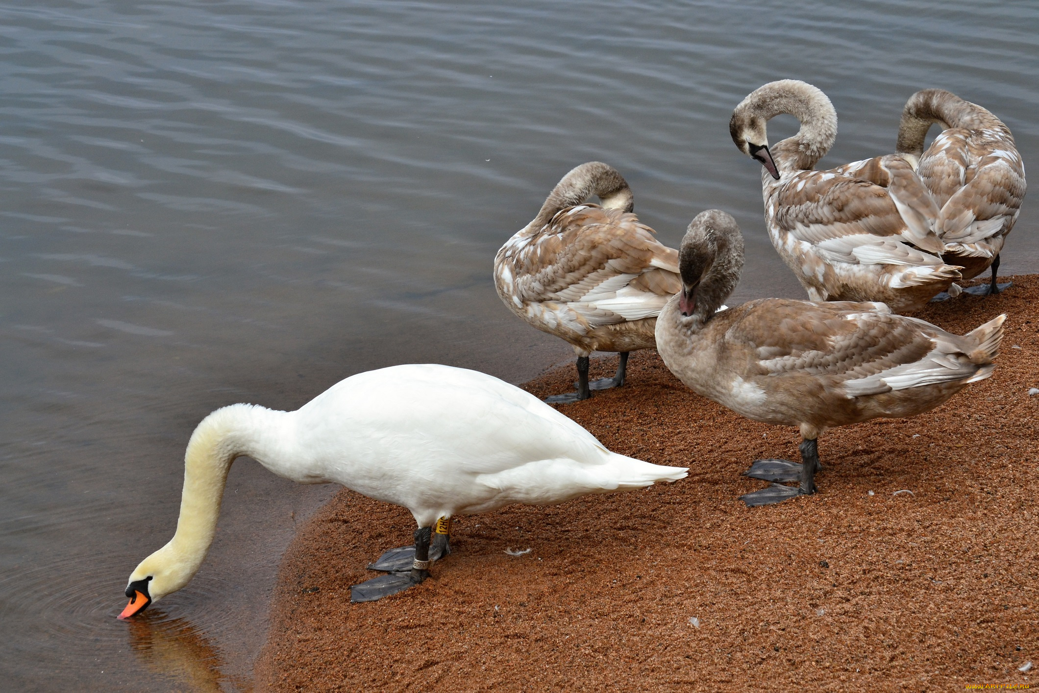 животные, лебеди, вода, берег, озеро
