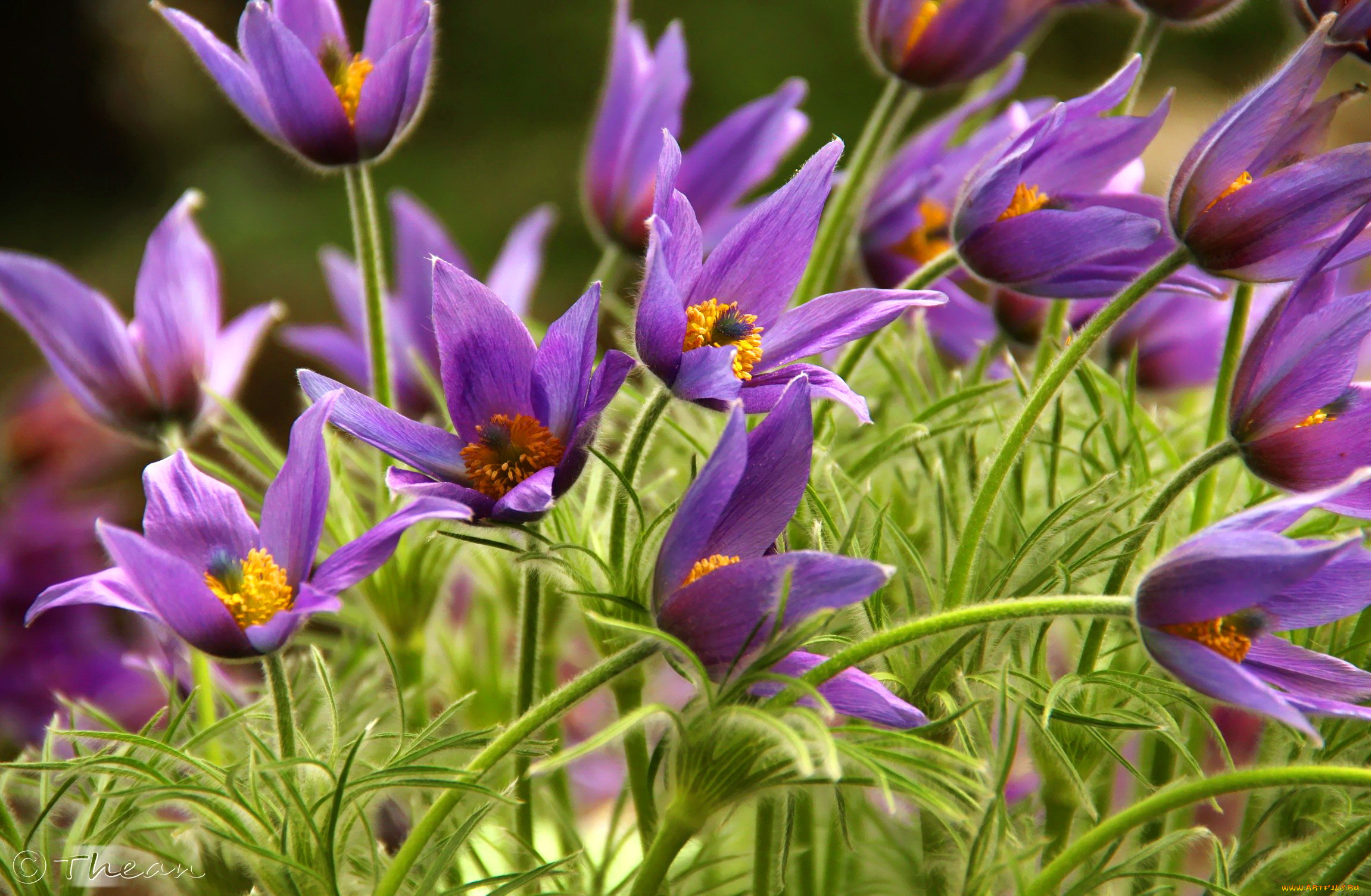 цветы, анемоны, , сон-трава, лиловый