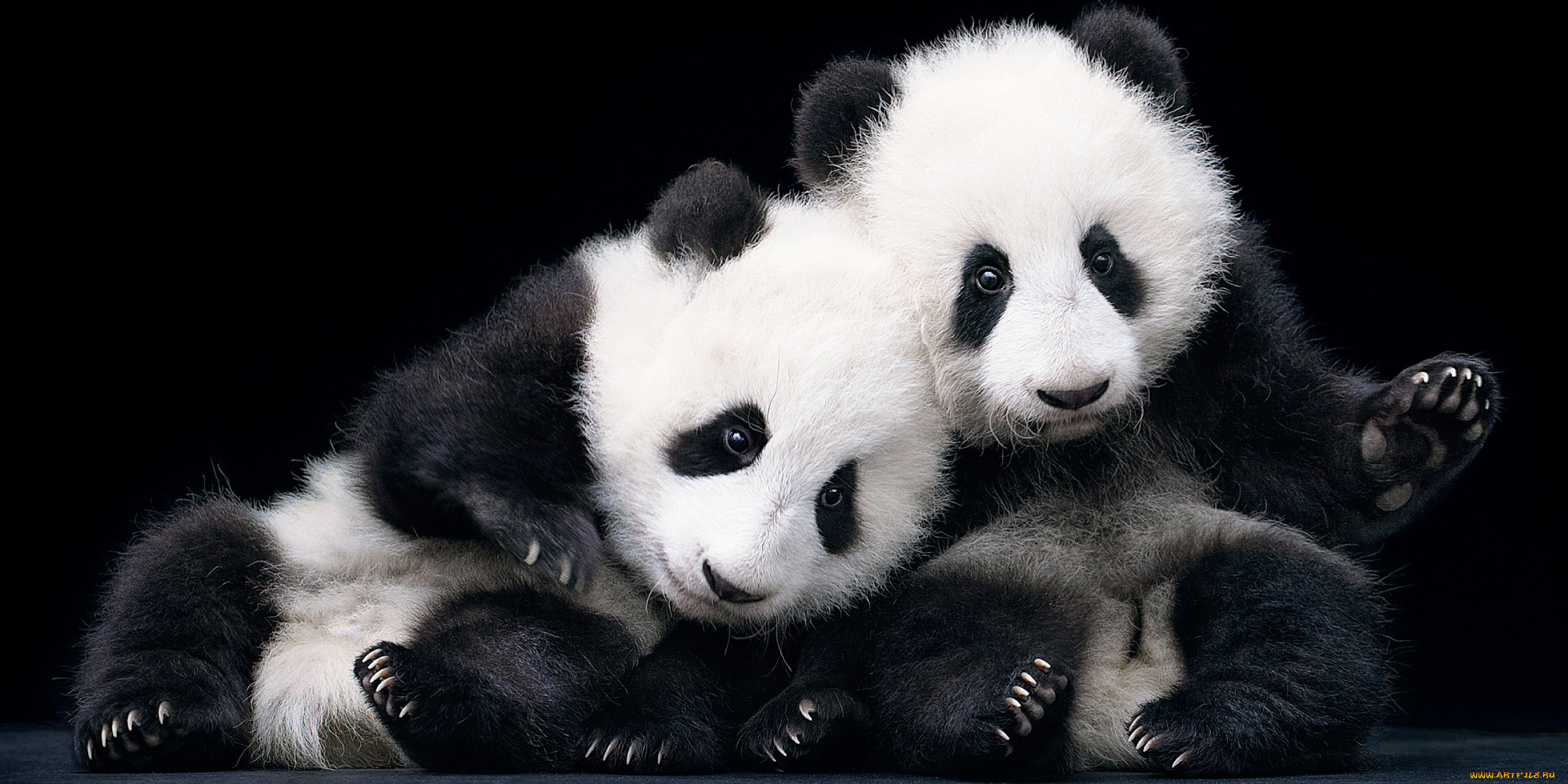 животные, панды, медведи, панда