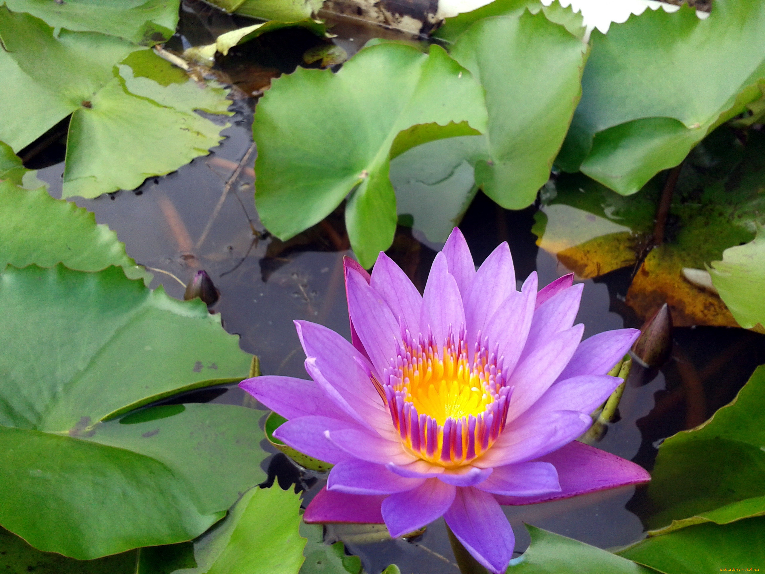 цветы, лилии, водяные, , нимфеи, , кувшинки, листья, вода