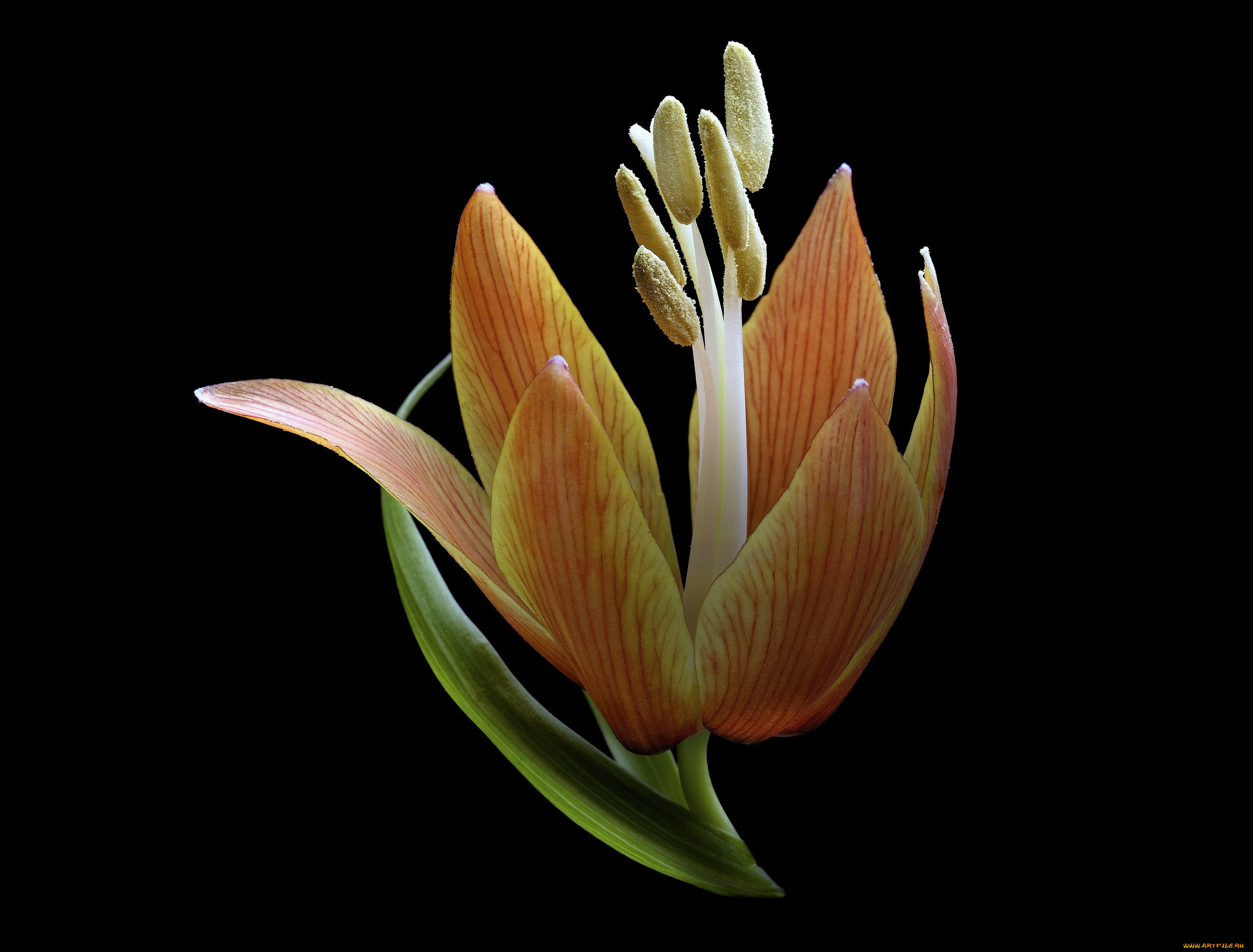 цветы, лилии, , лилейники, макро, цветок, фон, чёрный