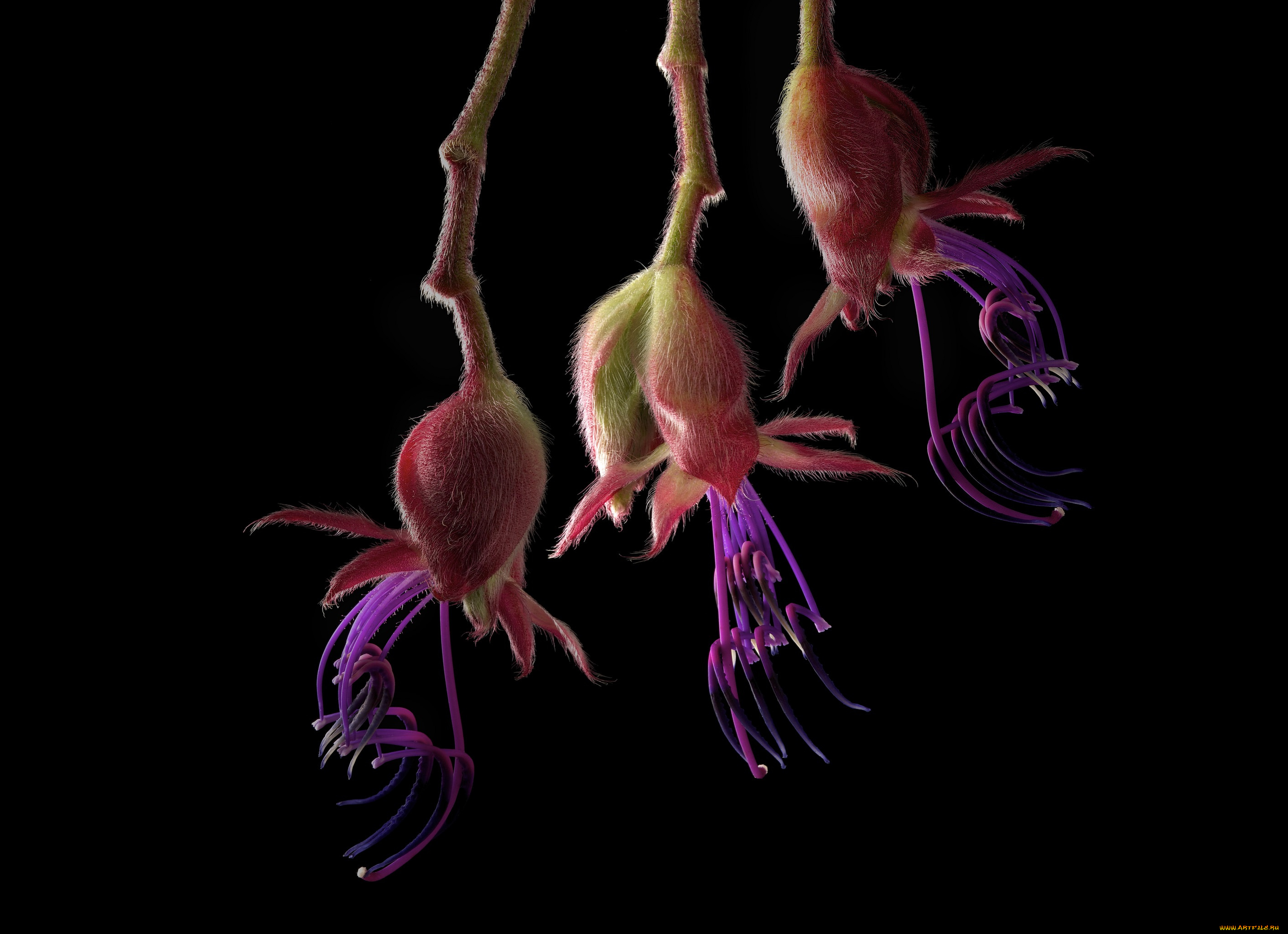 цветы, фон, черный