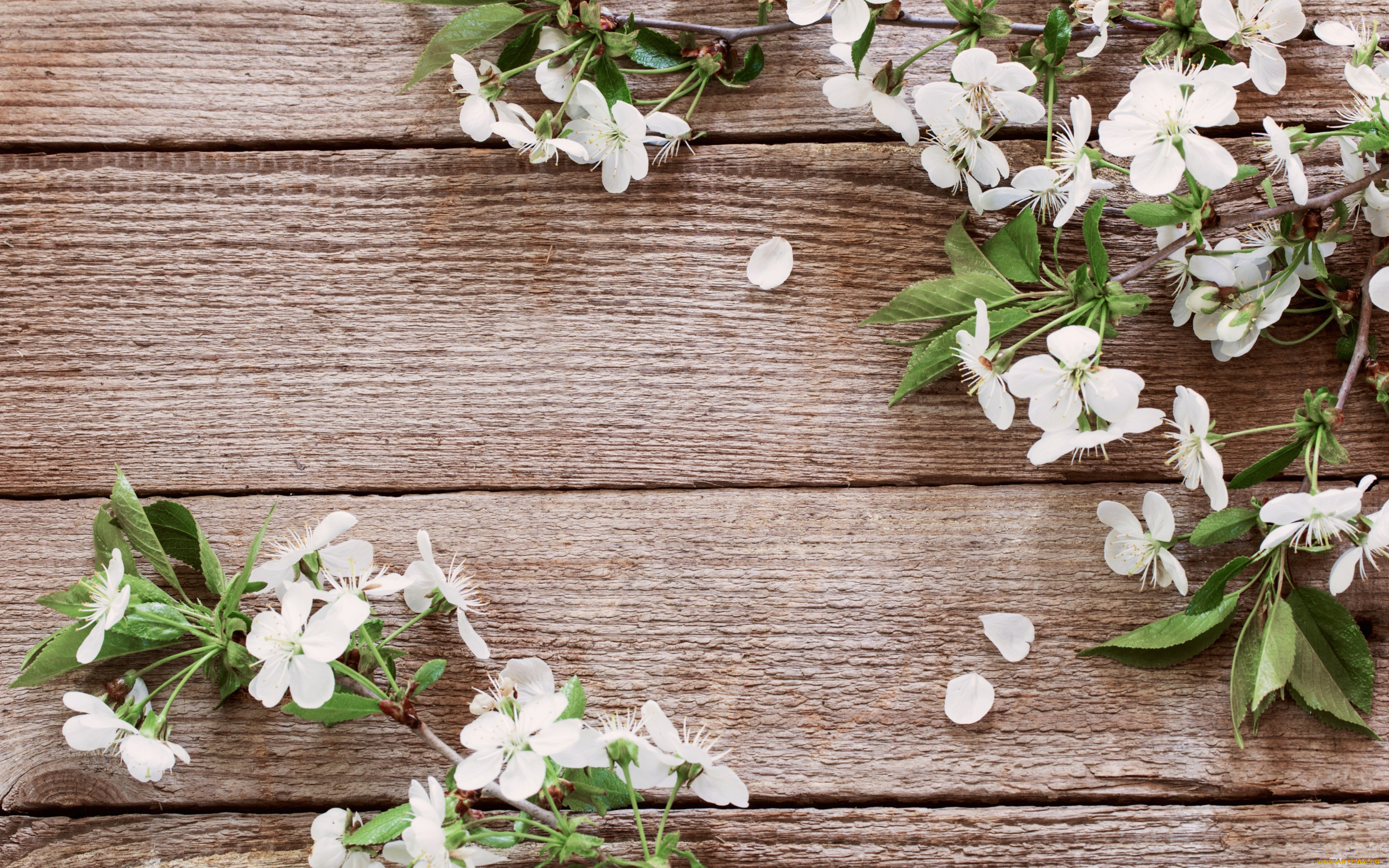 цветы, цветущие, деревья, , , кустарники, лепестки, весна