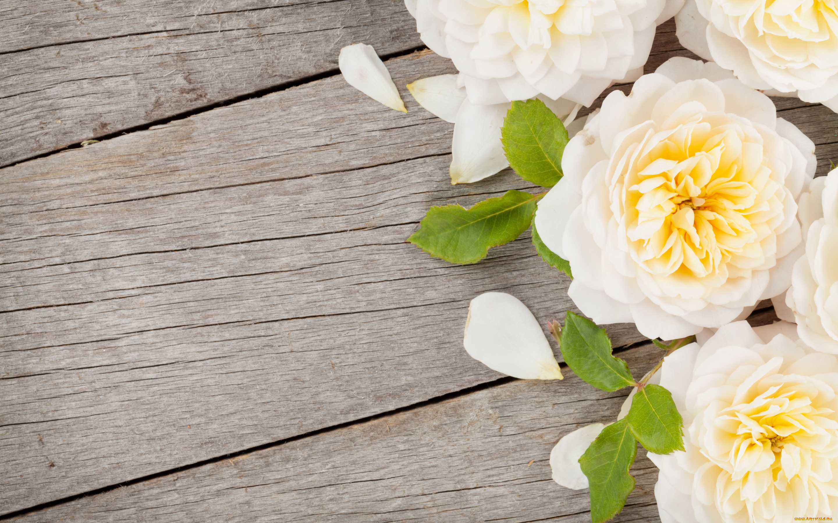 цветы, розы, лепестки, весна, доски