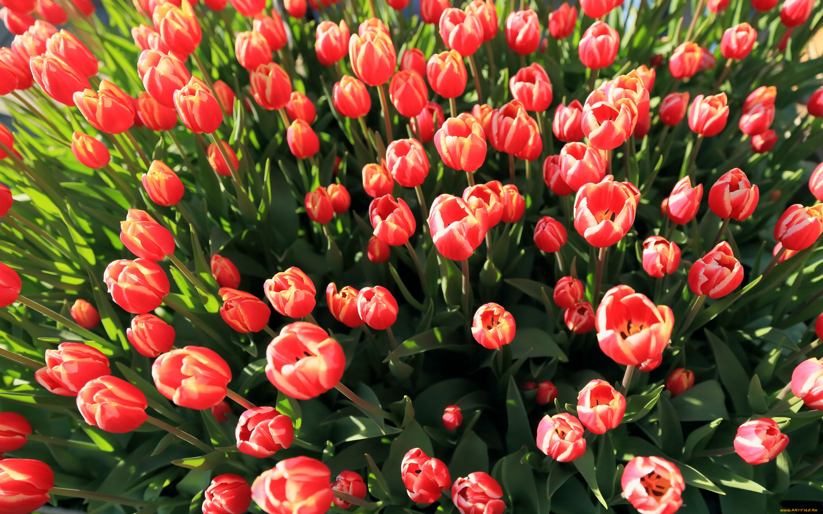 цветы, тюльпаны, бутоны, розовые, много