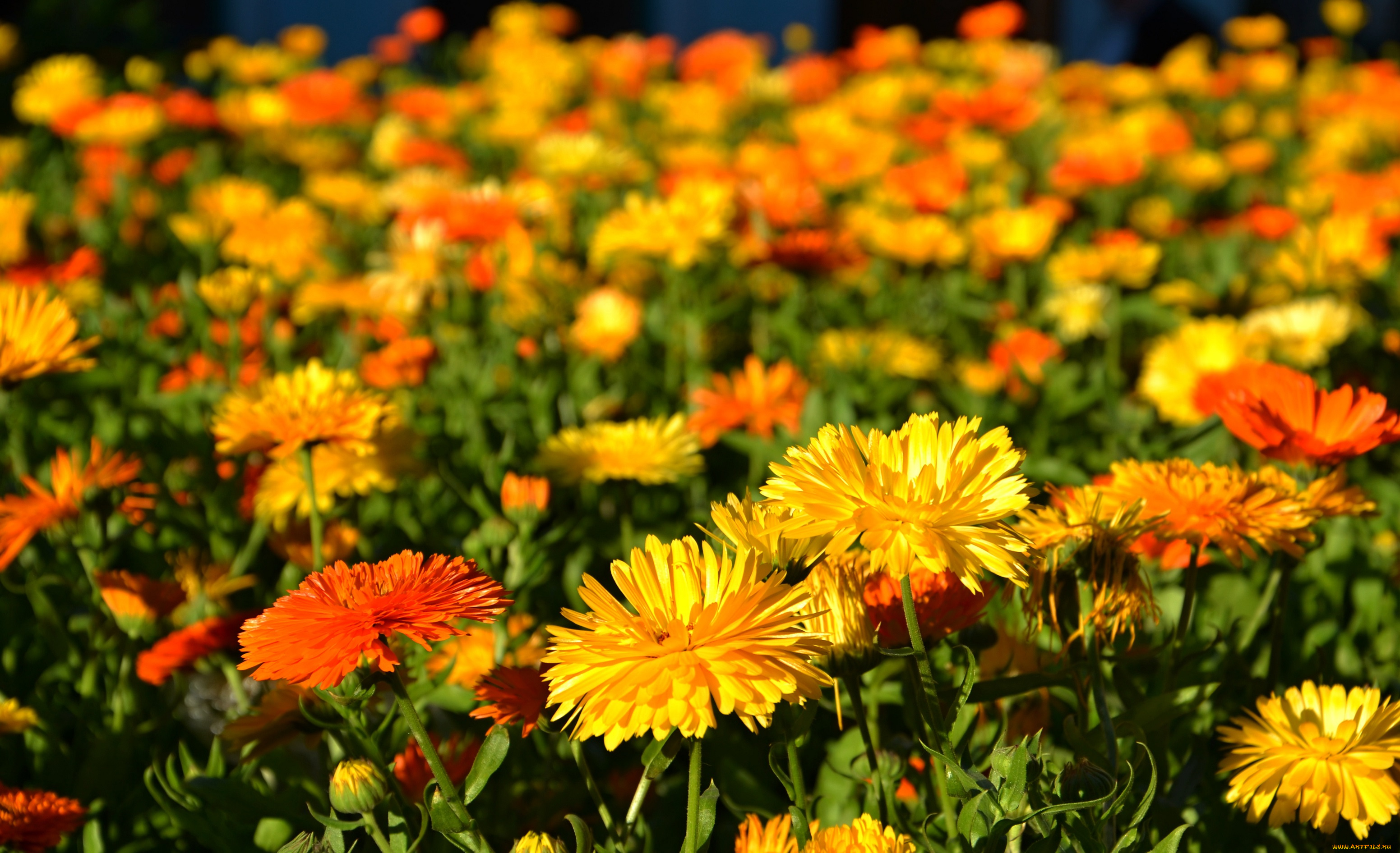 цветы, календула, оранжевые, луг