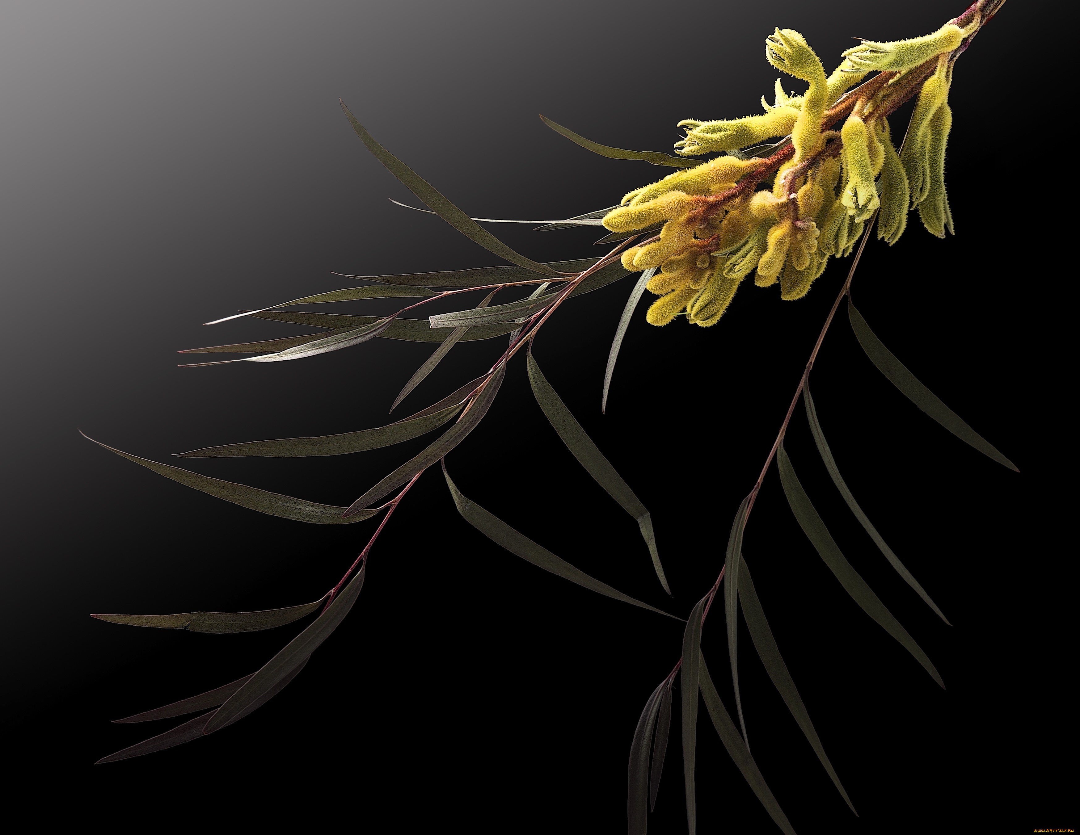 цветы, цветущие, деревья, , , кустарники, макро, цветок, фон, чёрный