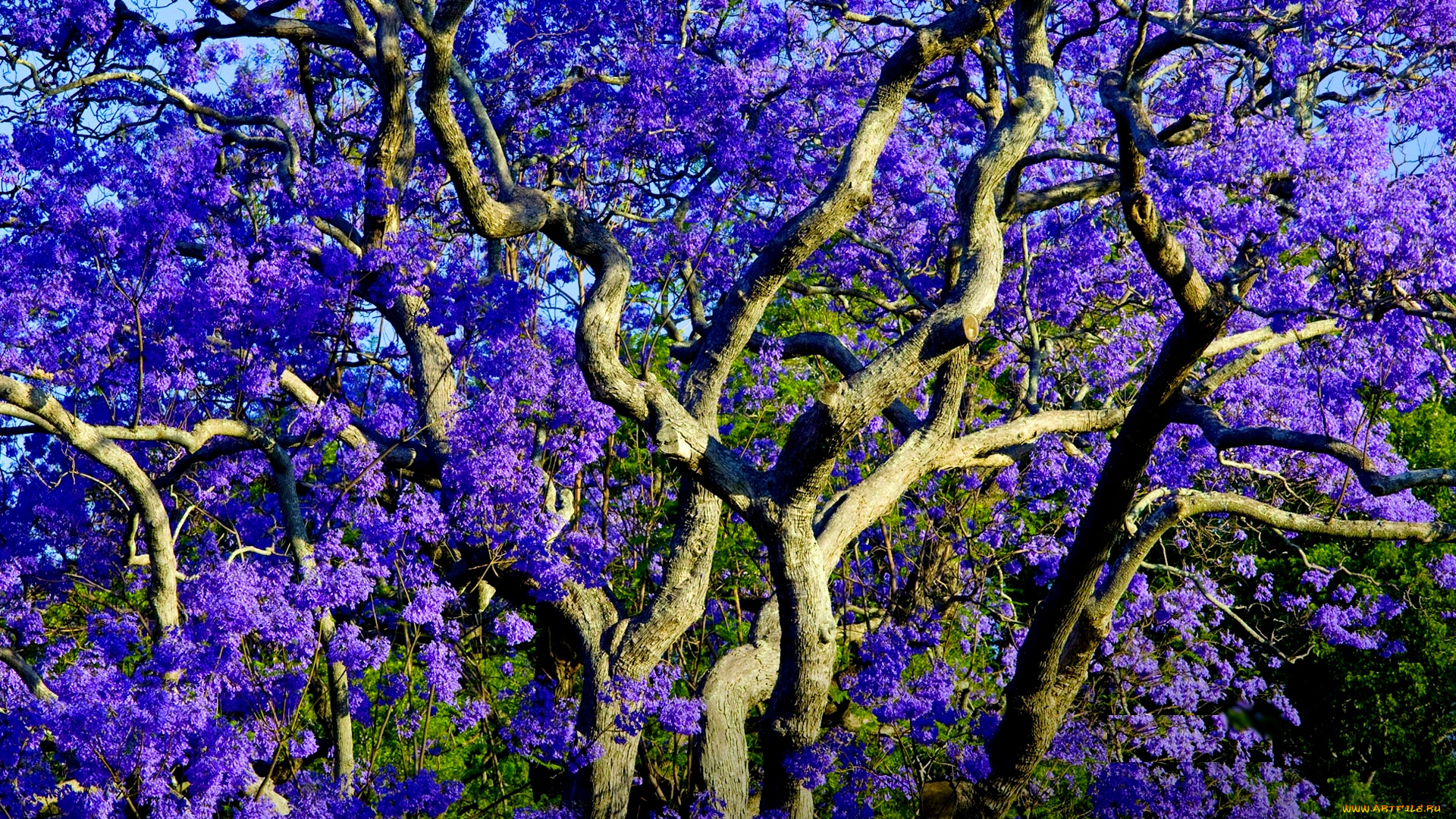цветение, джакаранды, природа, деревья, jacaranda, джакаранда, цветение, цветы