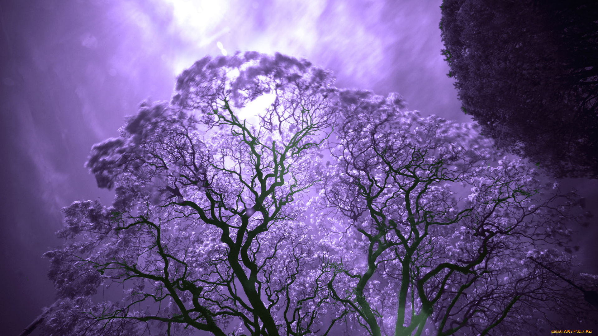 джакаранда, в, лунном, свете, природа, деревья, джакаранда, jacaranda, цветение, лунный, свет, луна, дерево, ночь