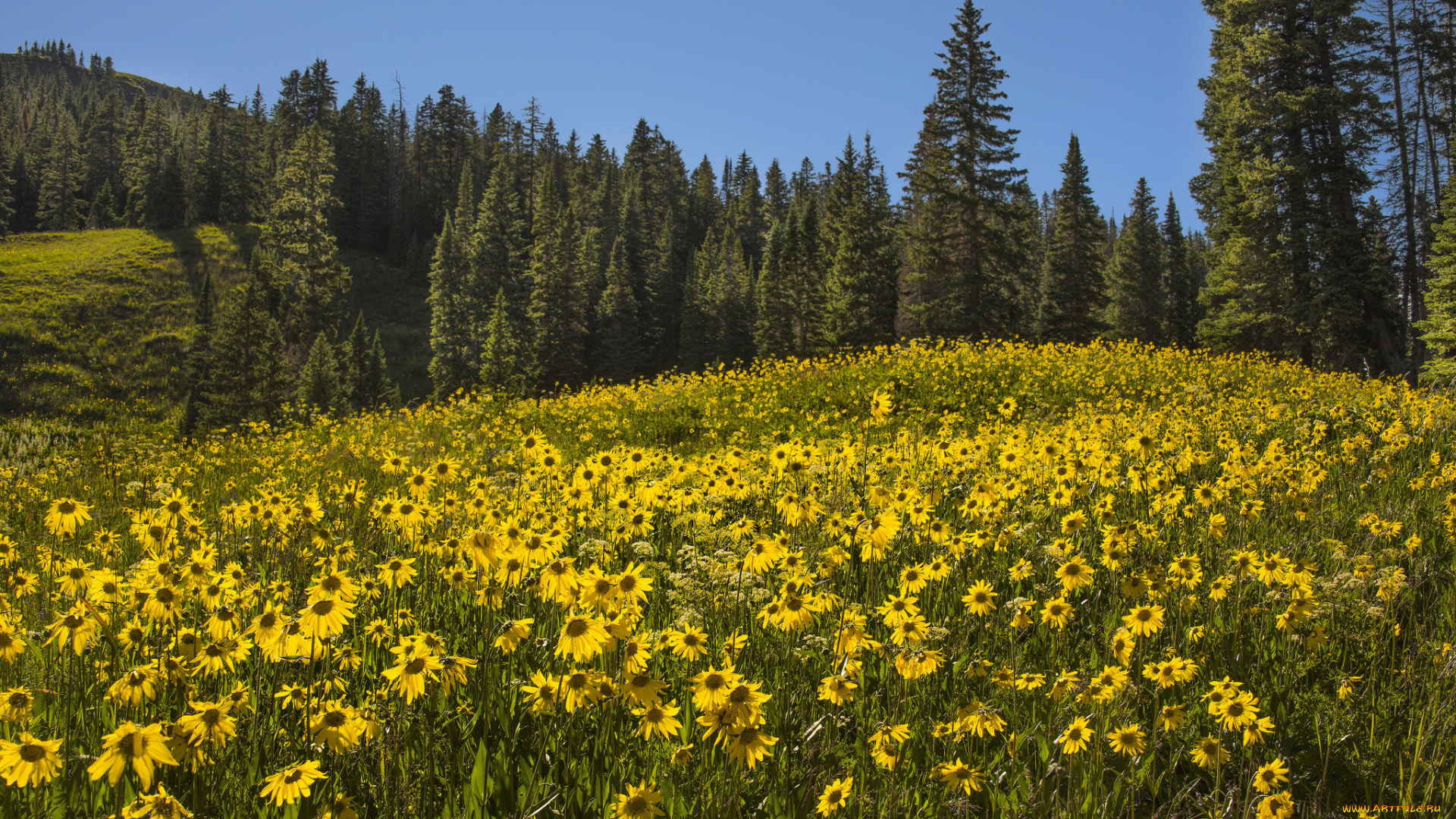 природа, луга, цветы, поляна, лес