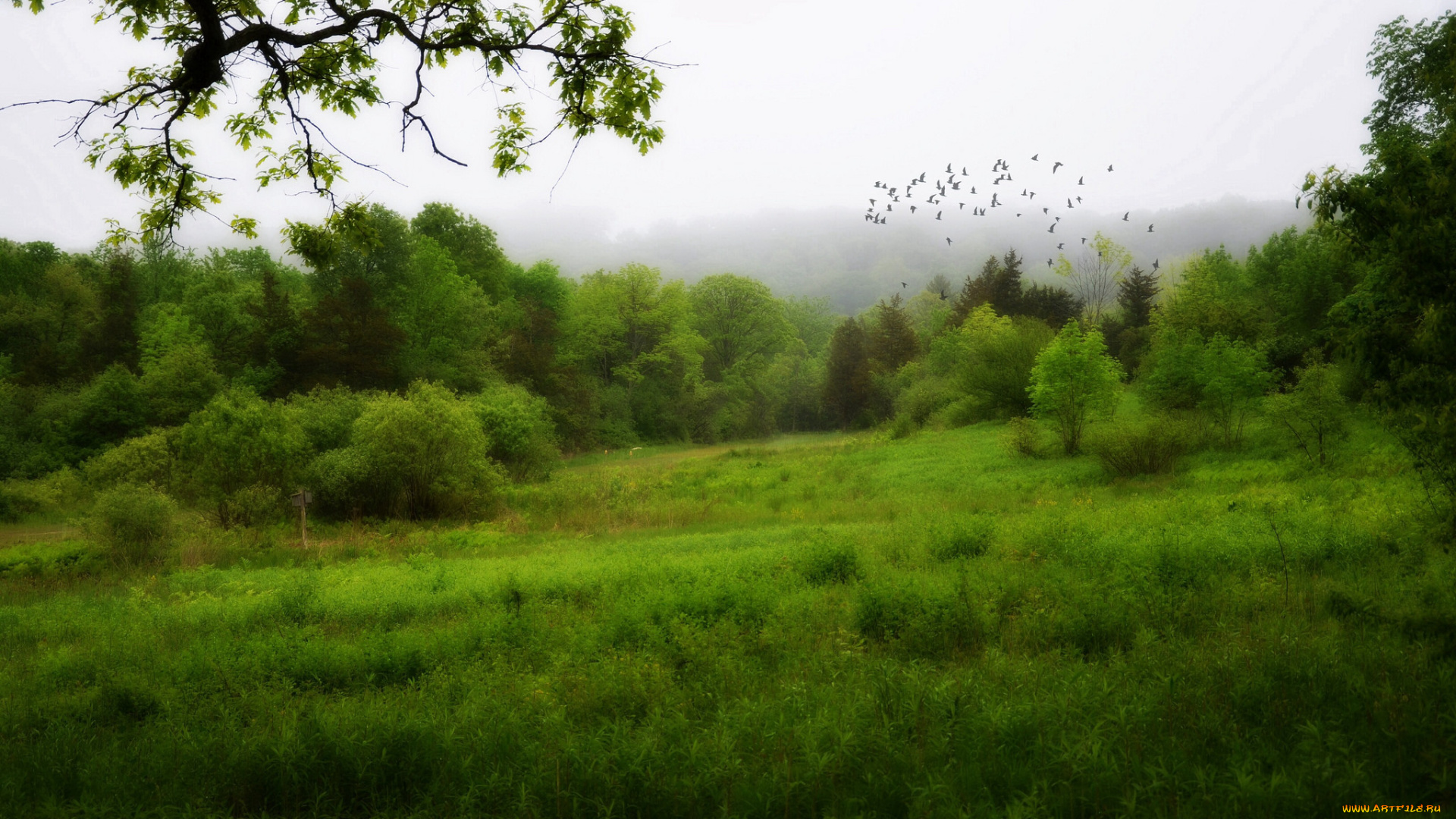 природа, пейзажи, трава, поляна, лес