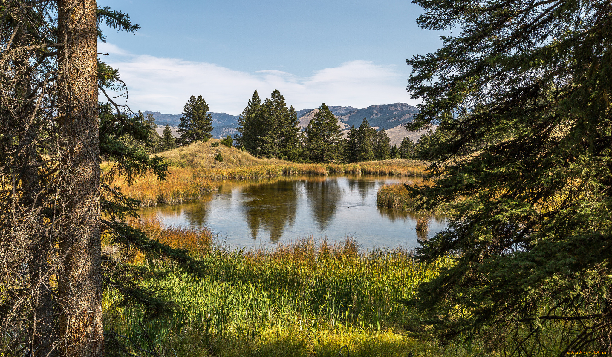 природа, реки, озера, лес, река