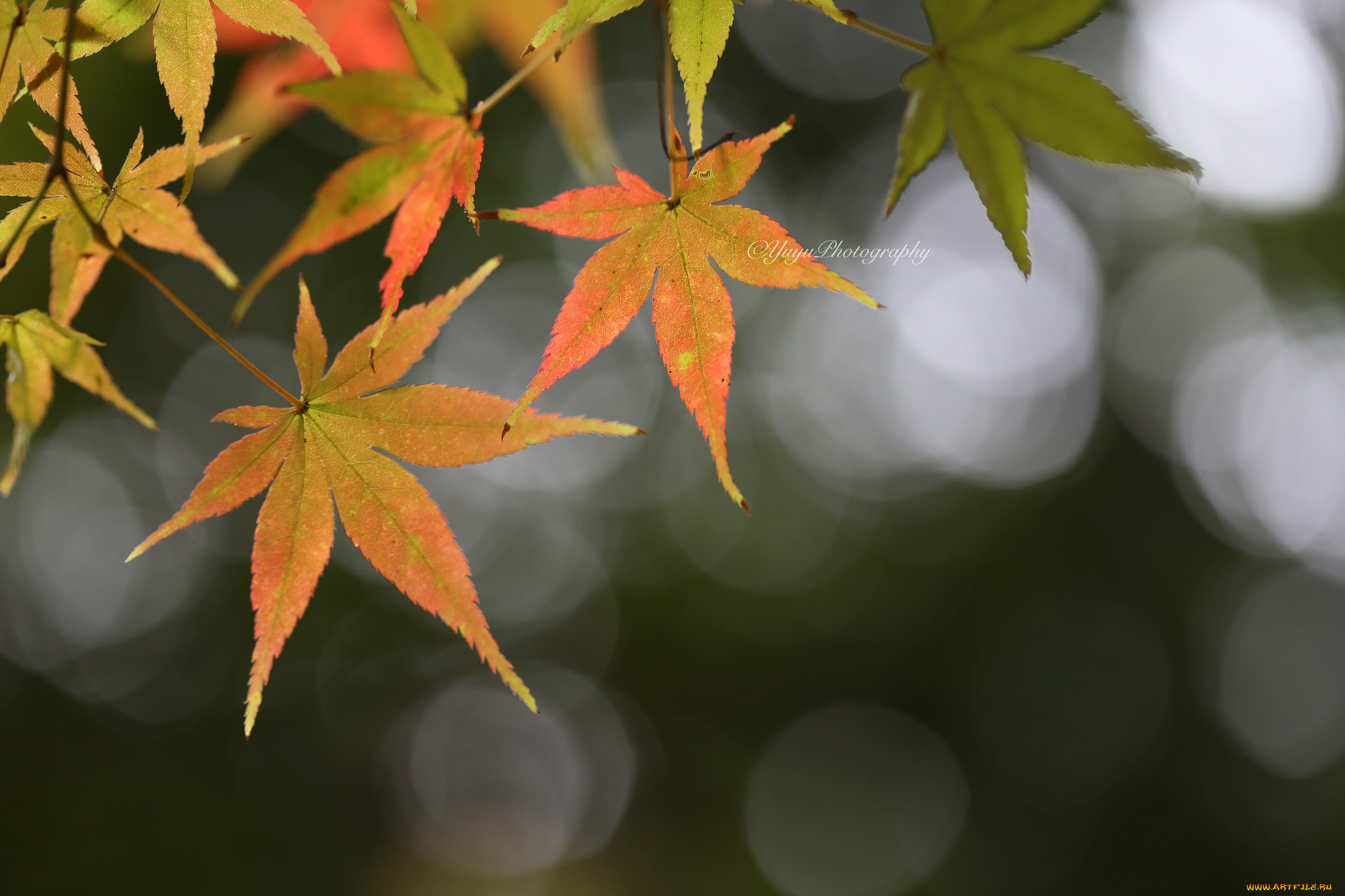 природа, листья