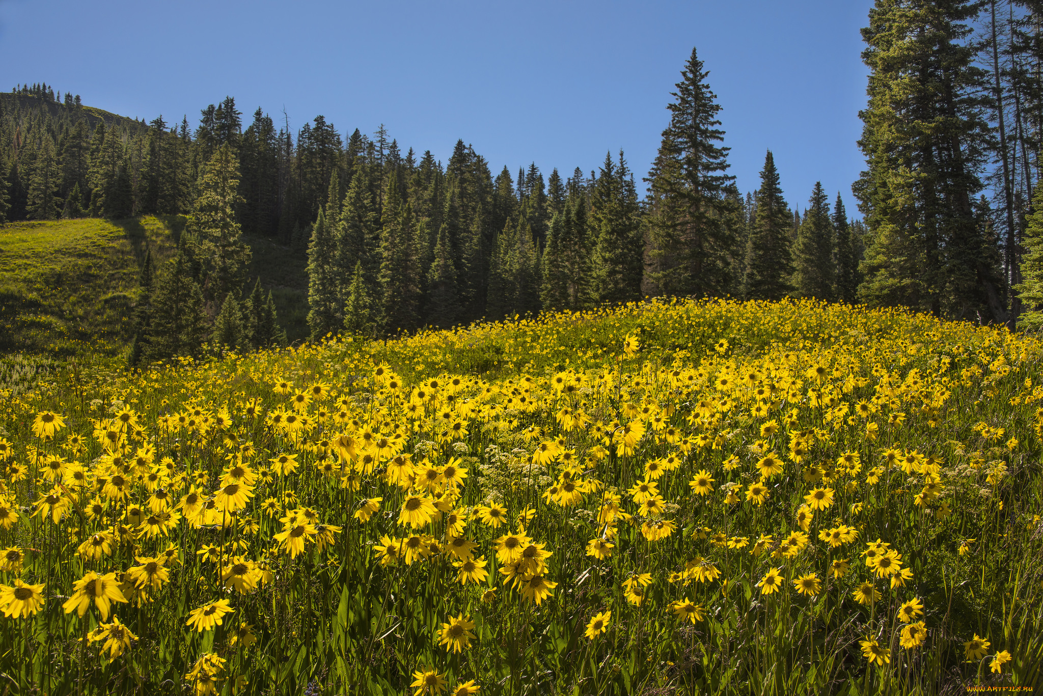 природа, луга, цветы, поляна, лес