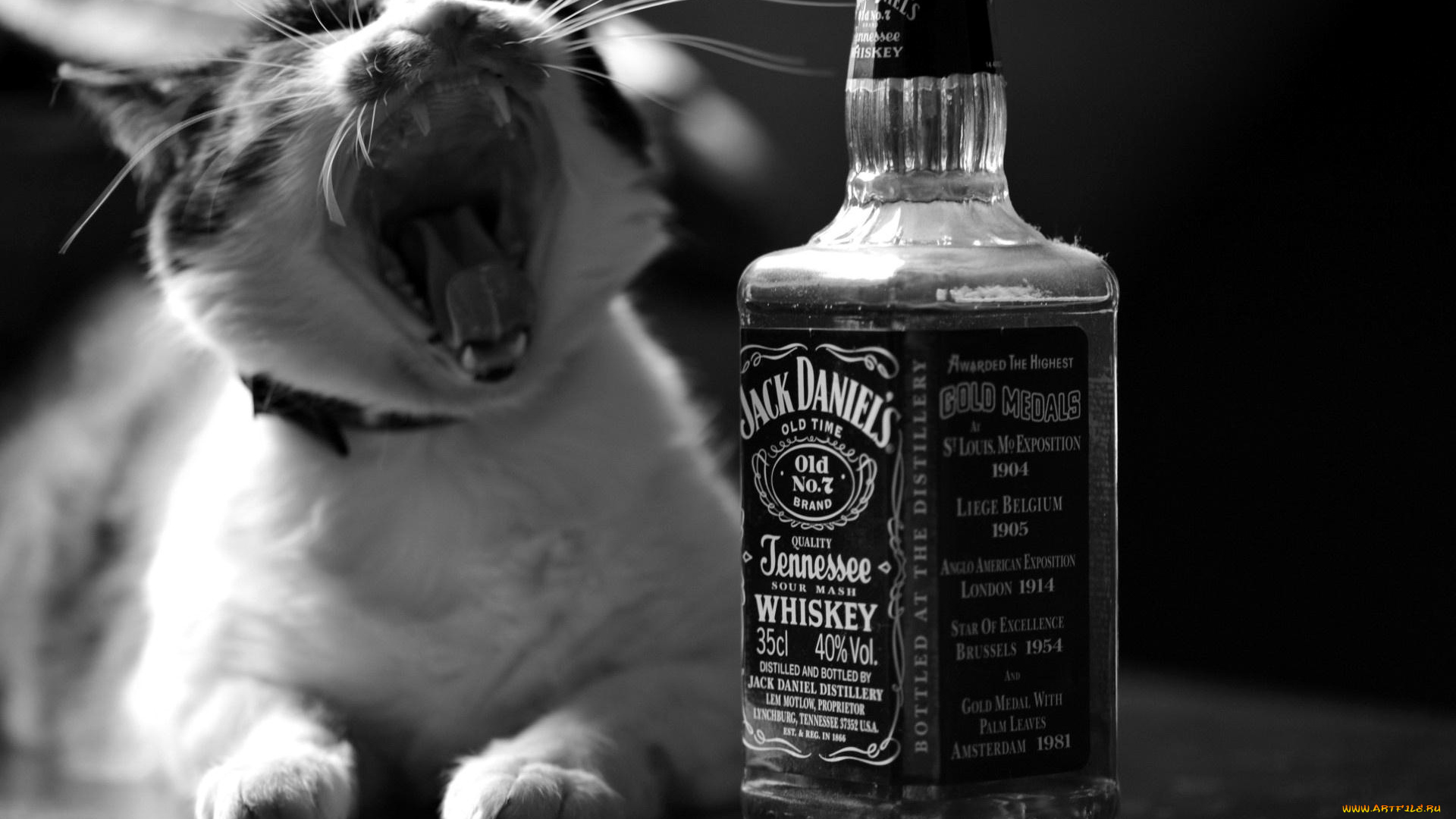 бренды, jack, daniel`s, виски, кот