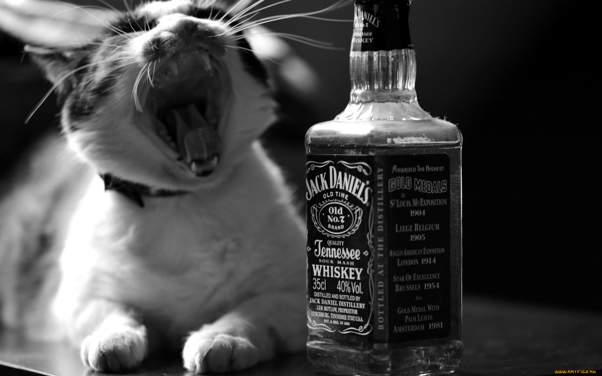 бренды, jack, daniel`s, виски, кот