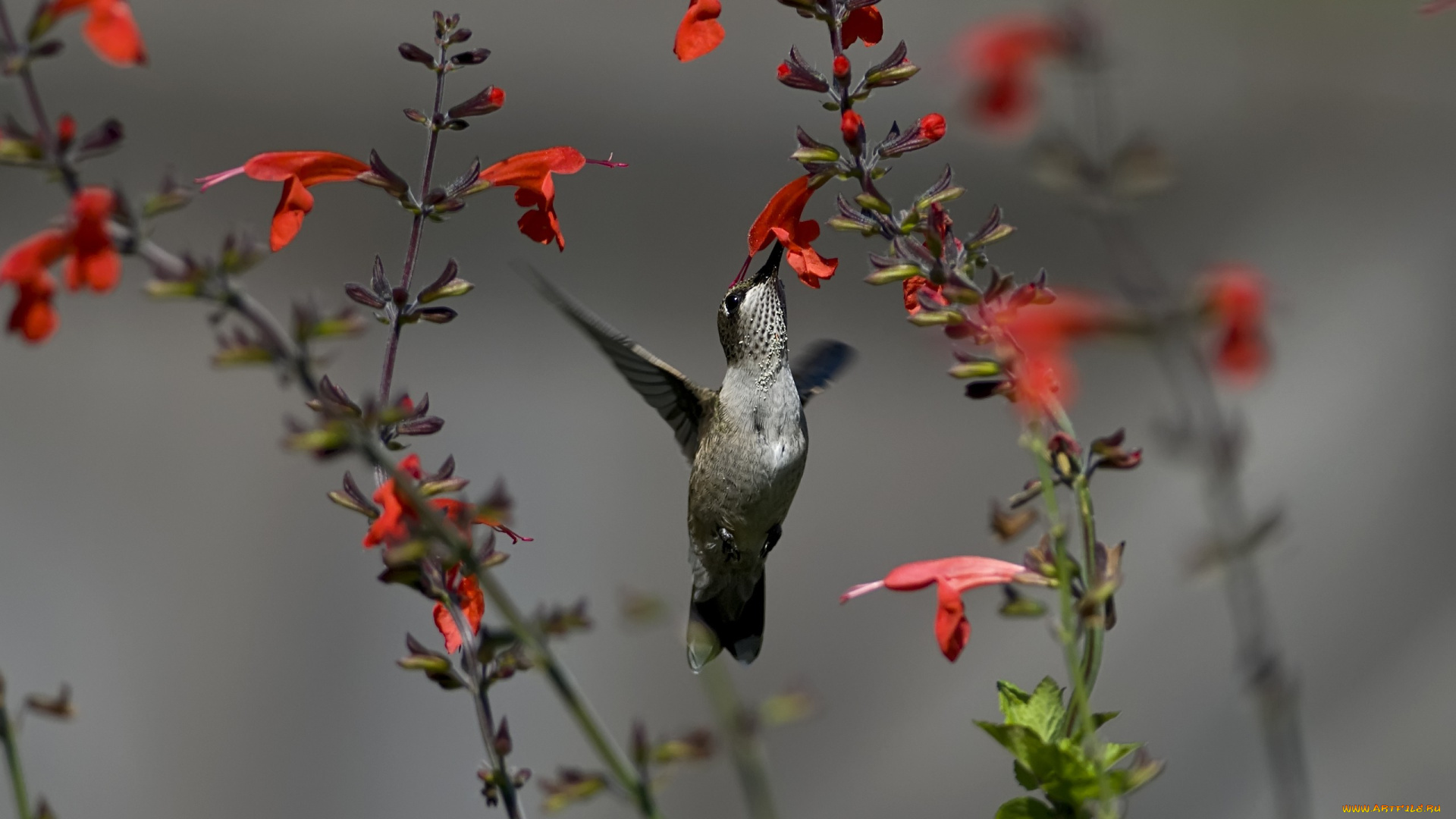 колибри, животные, самая, маленькая, птица, в, мире, да, само, название, птицы, очень, красивое, королева, нектара