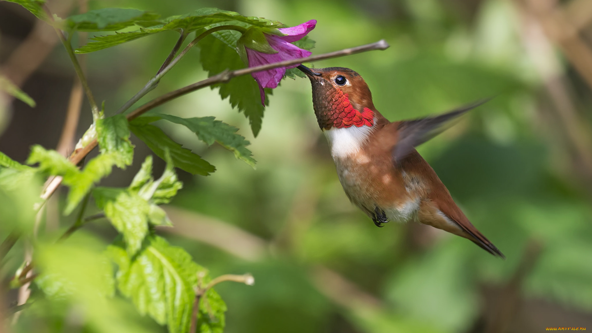 колибри, животные, самая, маленькая, птица, в, мире, да, само, название, птицы, очень, красивое, королева, нектара
