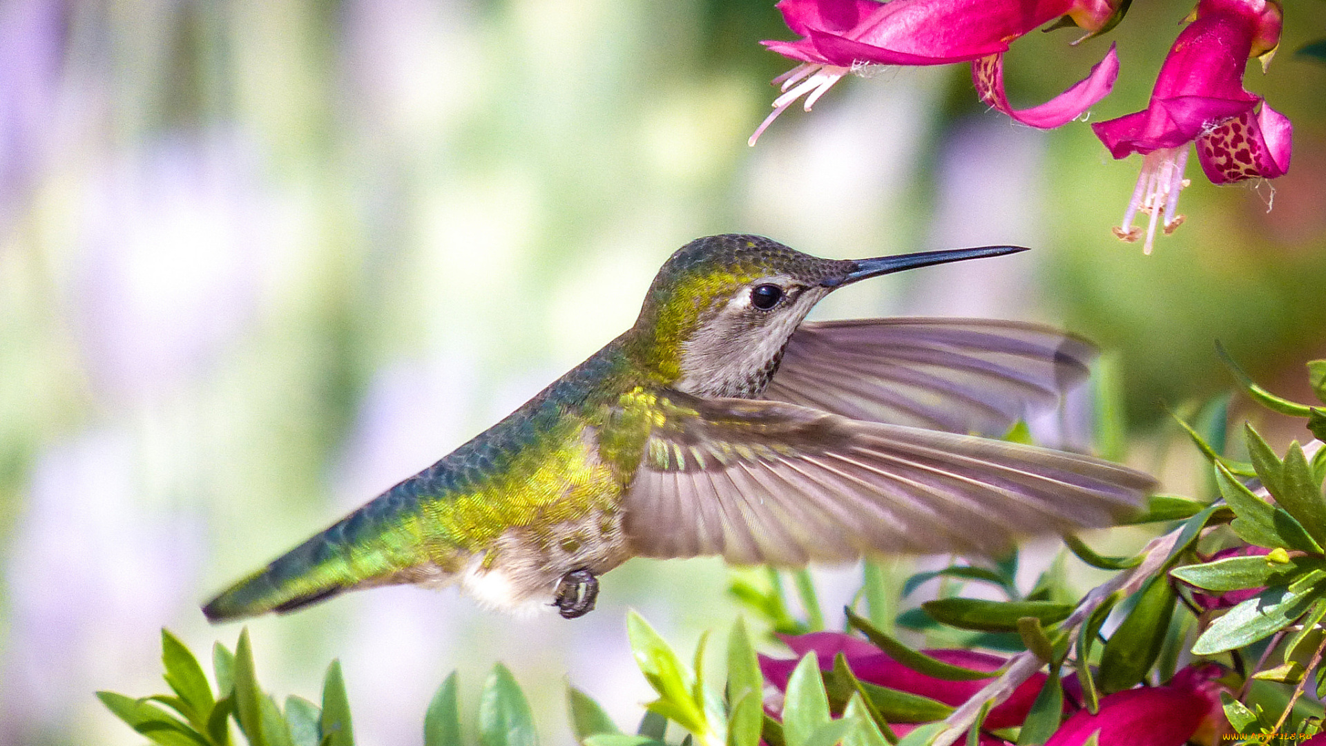 колибри, животные, самая, маленькая, птица, в, мире, да, само, название, птицы, очень, красивое, королева, нектара