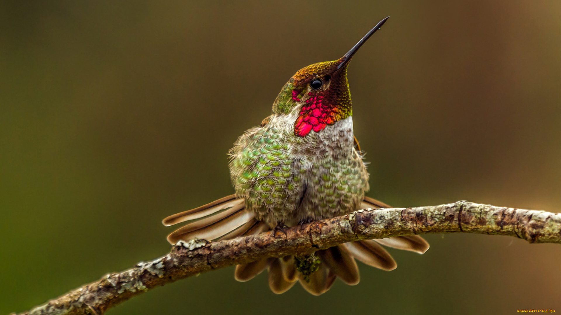колибри, животные, самая, маленькая, птица, в, мире, да, само, название, птицы, очень, красивое, королева, нектара