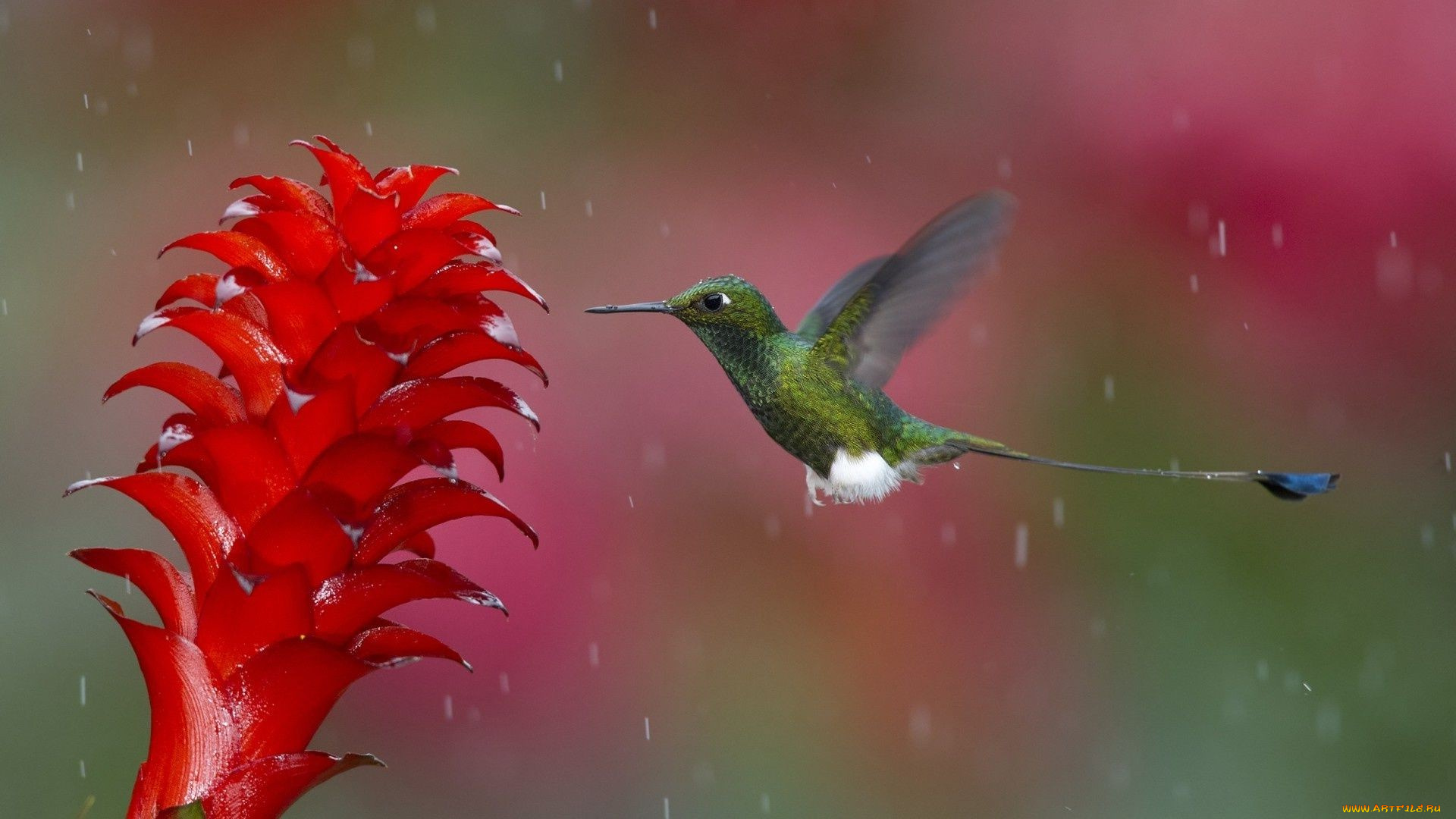 колибри, животные, самая, маленькая, птица, в, мире, да, само, название, птицы, очень, красивое, королева, нектара