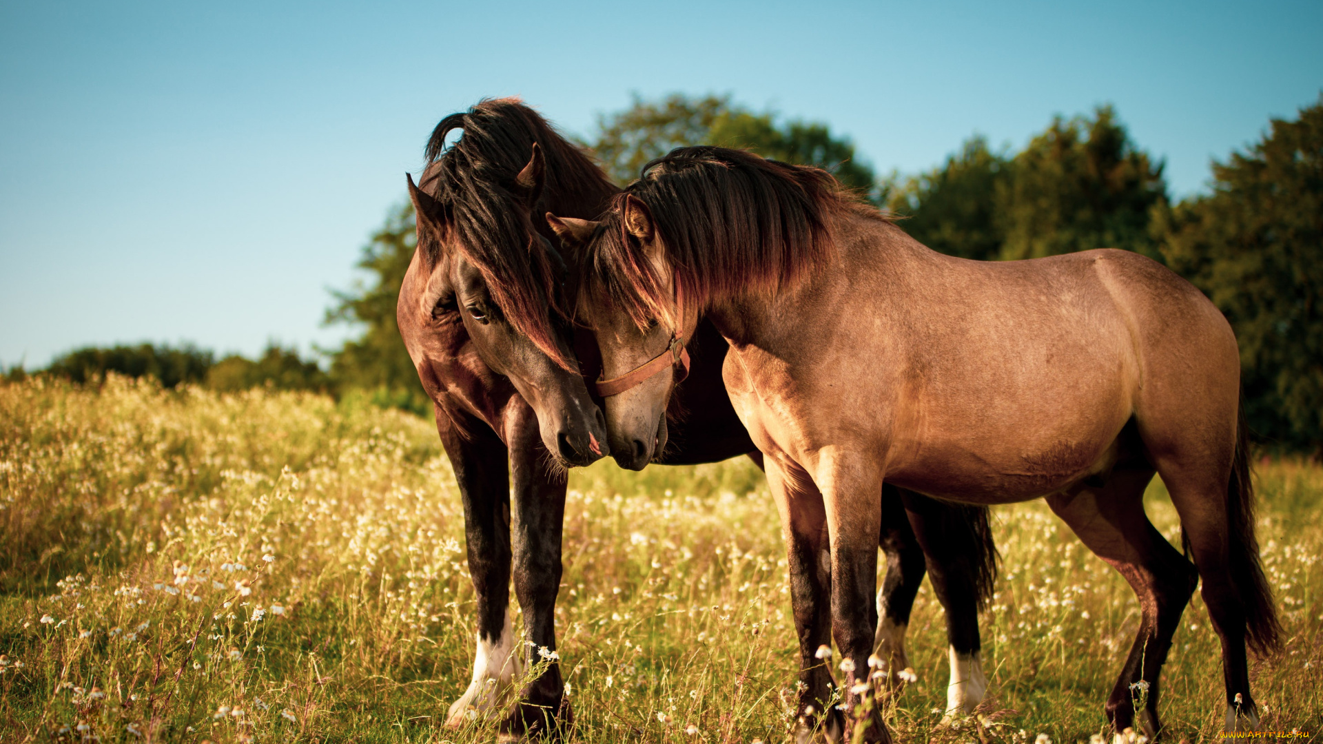 животные, лошади, пара, гнедые, луг