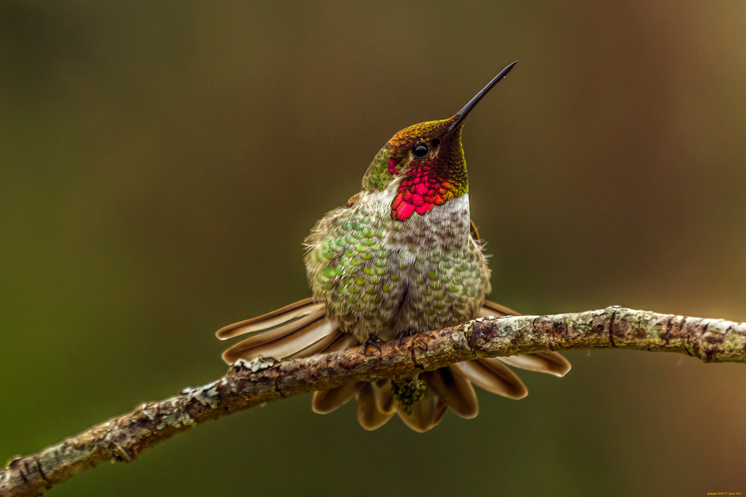 колибри, животные, самая, маленькая, птица, в, мире, да, само, название, птицы, очень, красивое, королева, нектара