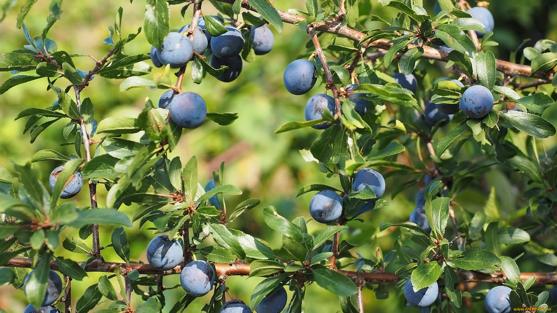 природа, плоды, тёрн, слива, колючая