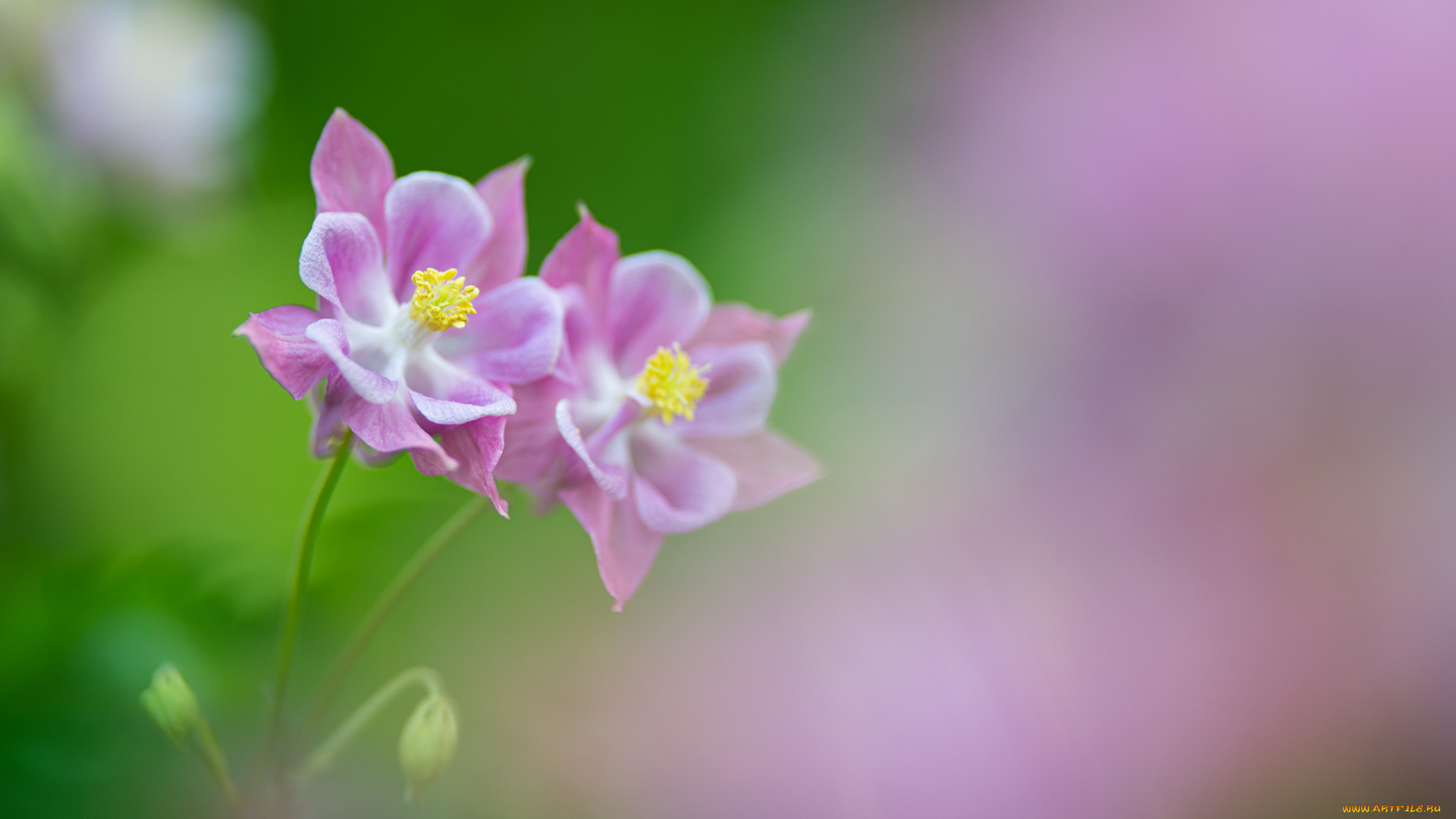 цветы, аквилегия, , водосбор, розовый