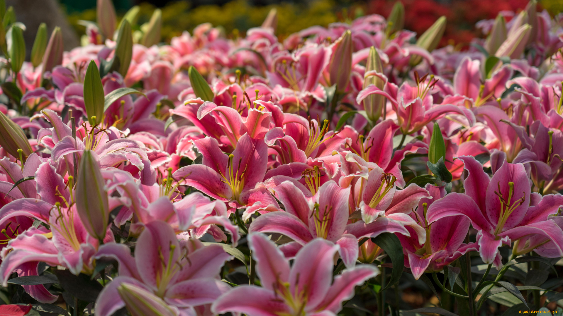 цветы, лилии, , лилейники