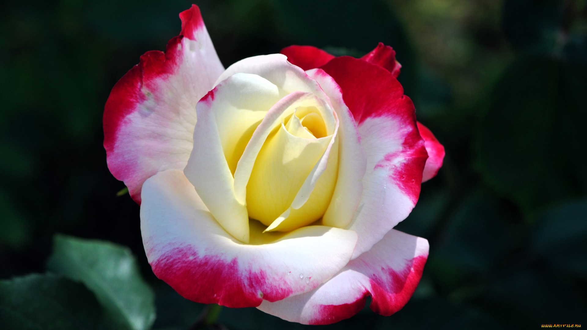 цветы, розы, роза