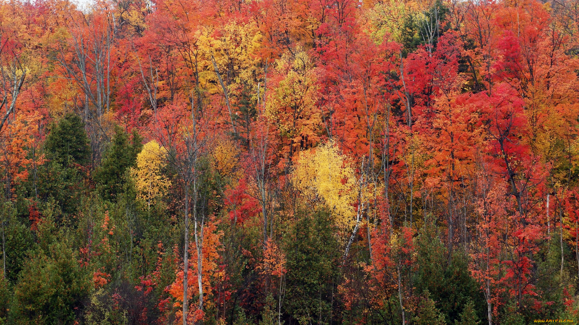 природа, лес