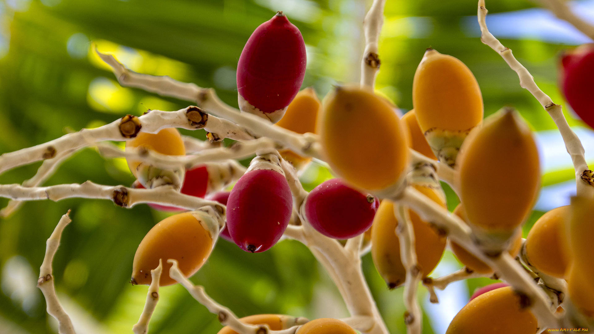 природа, плоды, ягоды