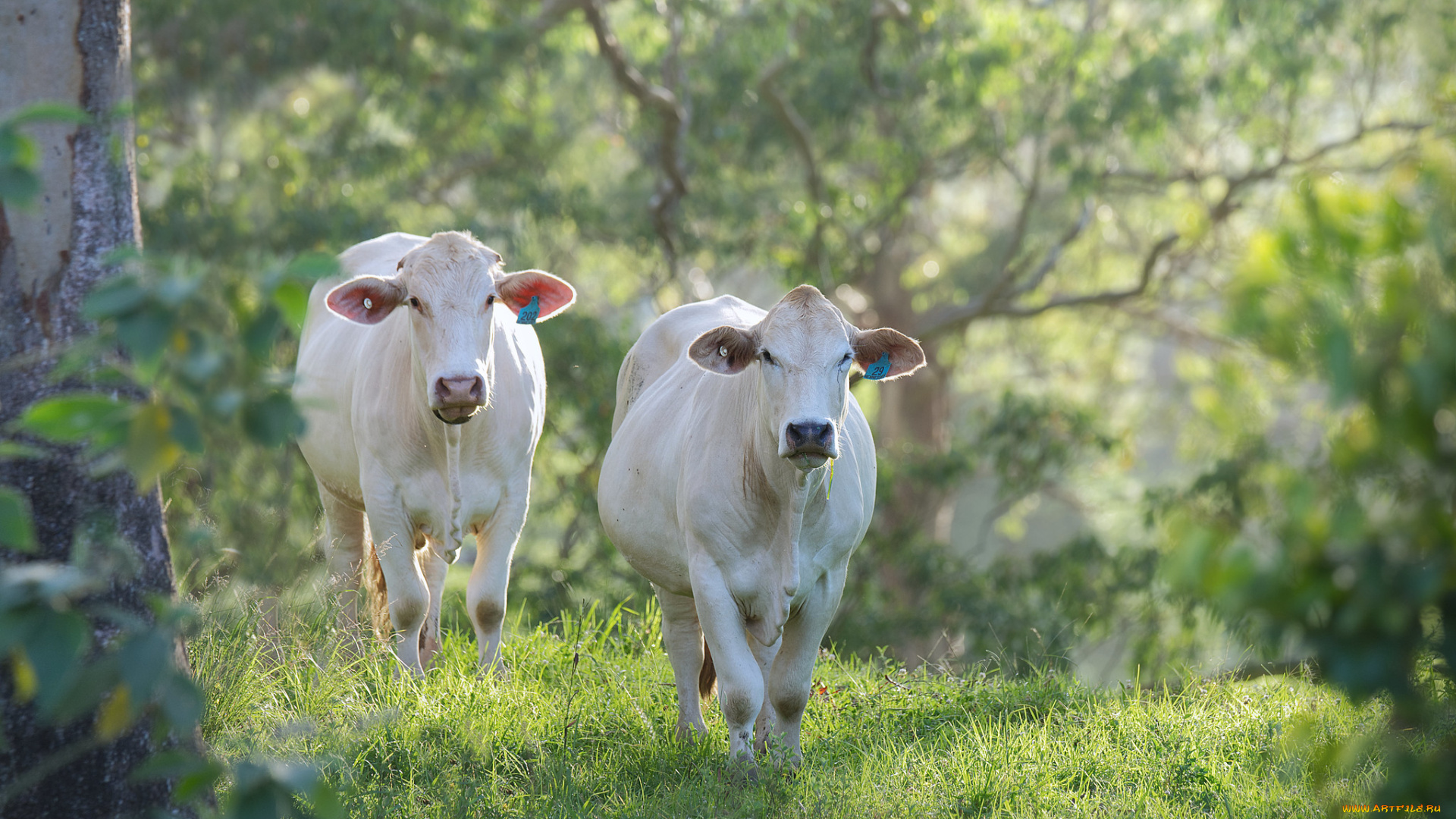 животные, коровы, , буйволы