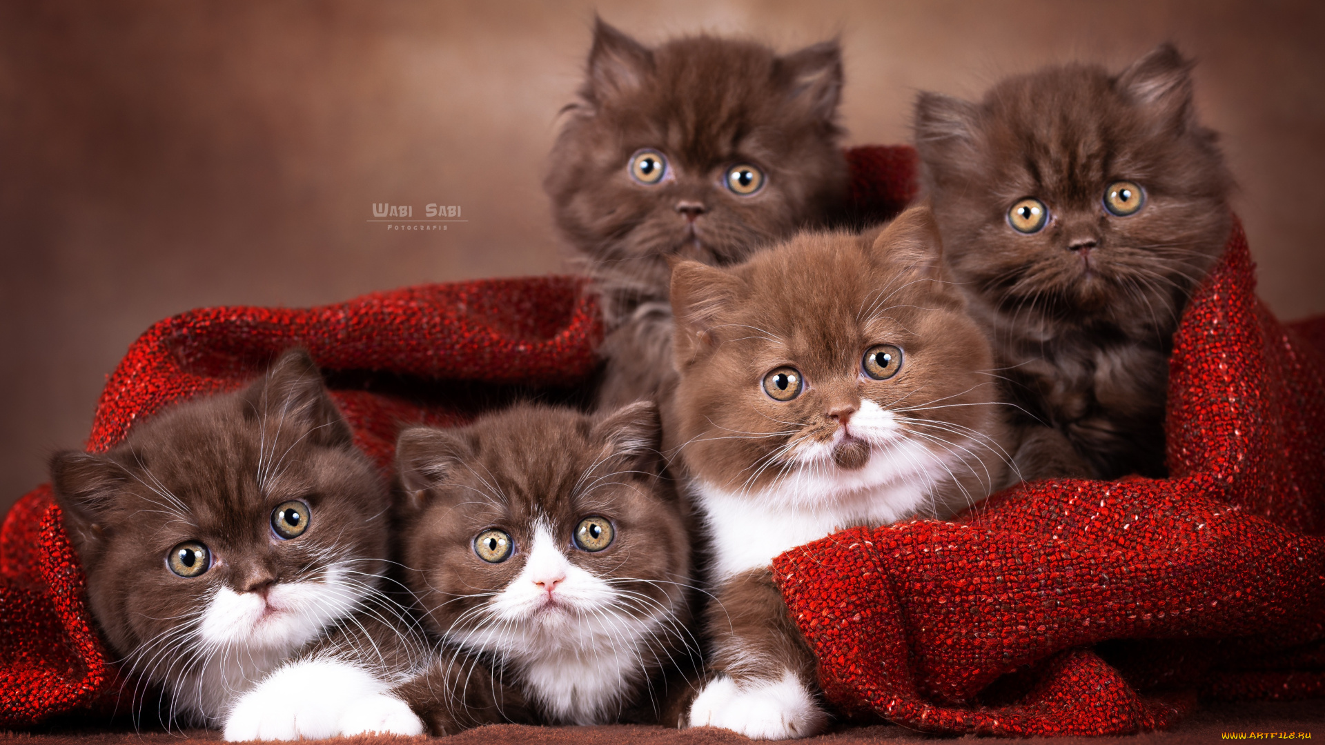 животные, коты, кот, кошка