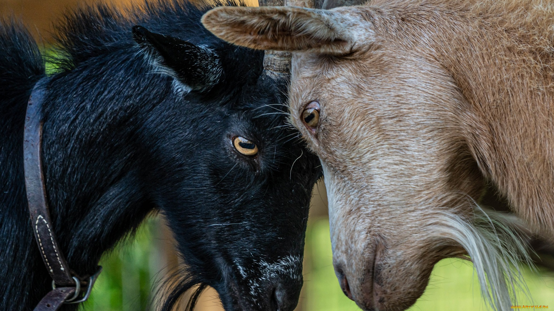 животные, козы