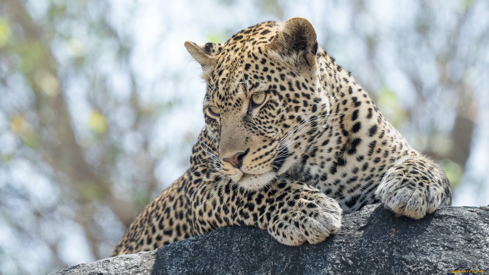 животные, леопарды, леопард