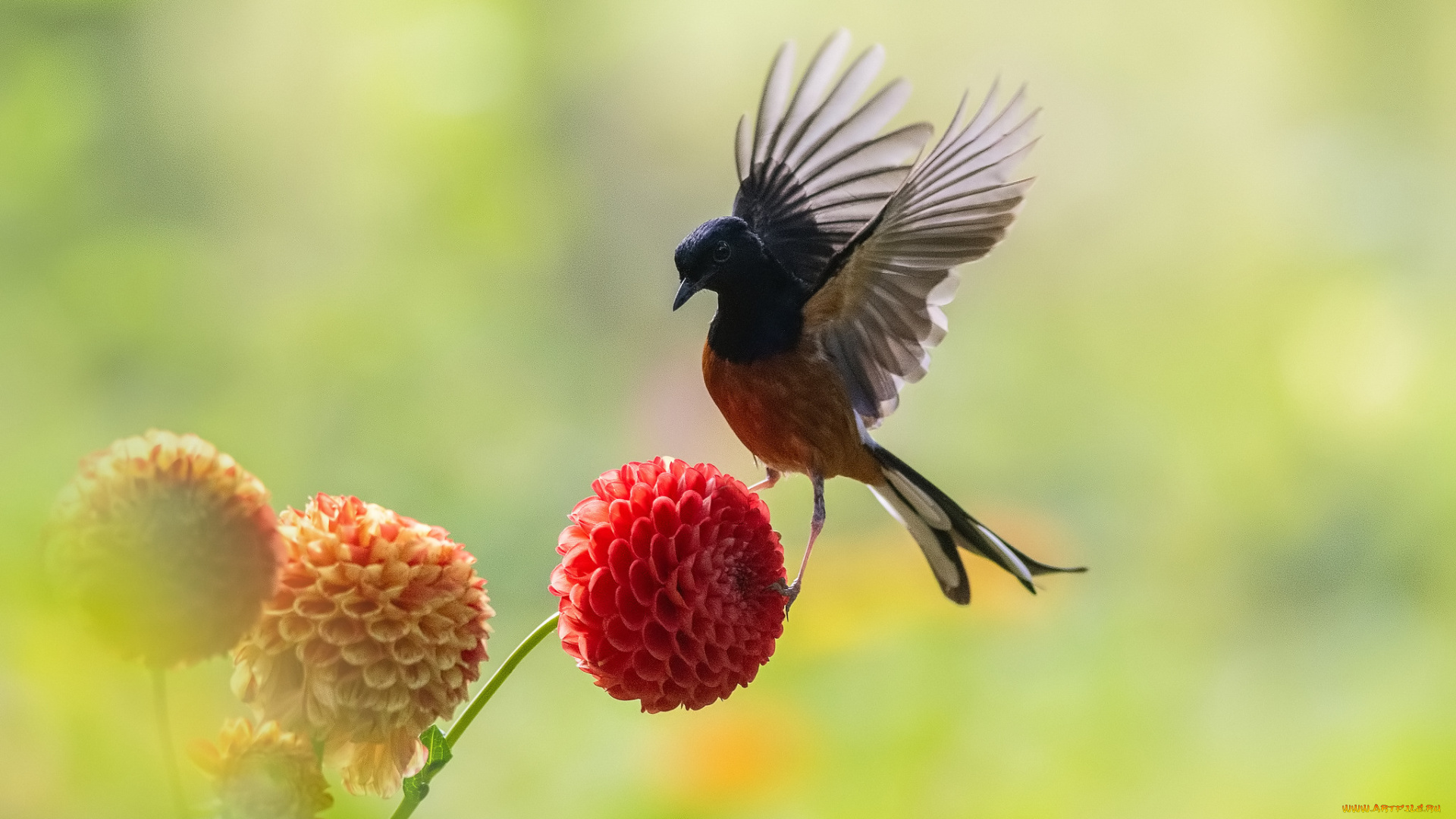 животные, птицы, птица