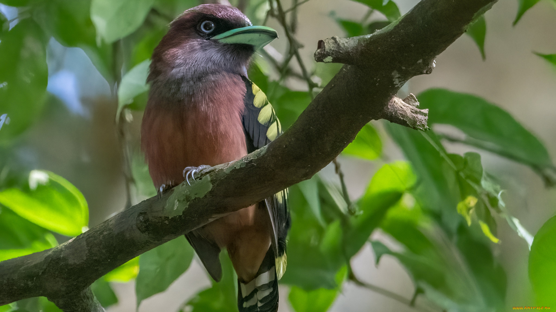 животные, птицы, птица