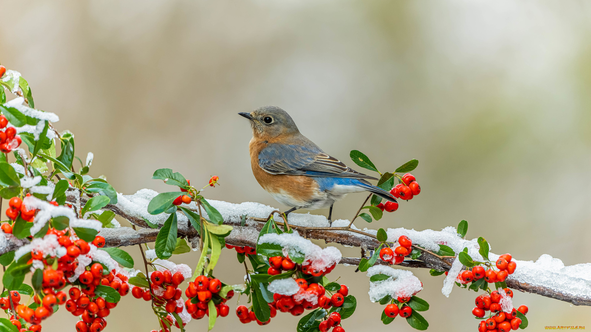 животные, синицы, , лазоревки, птицы