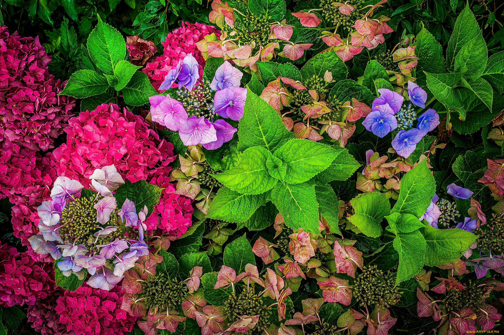 цветы, гортензия, лето