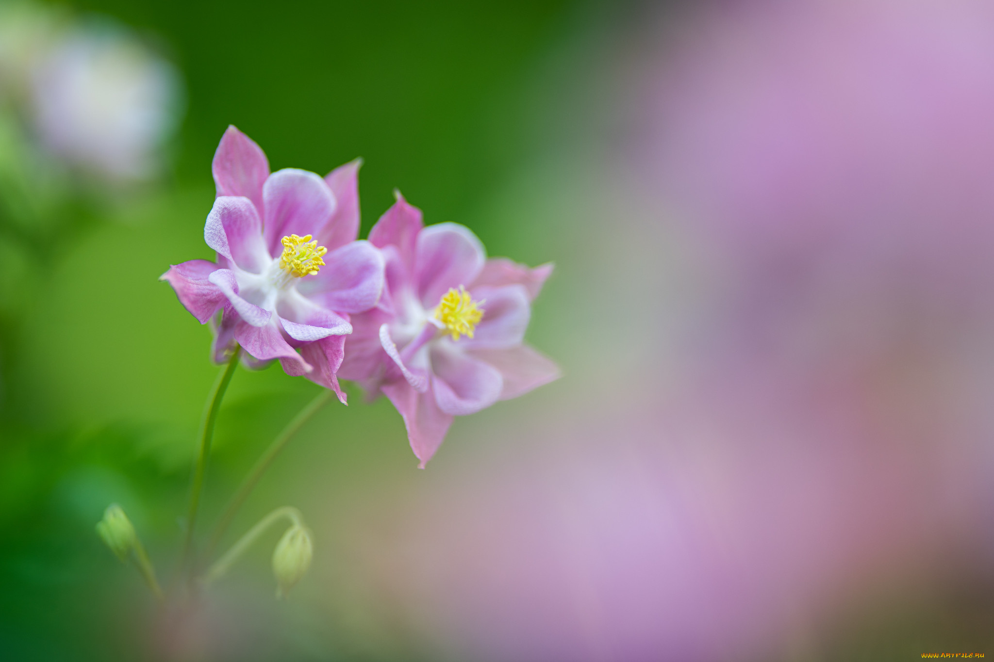 цветы, аквилегия, , водосбор, розовый
