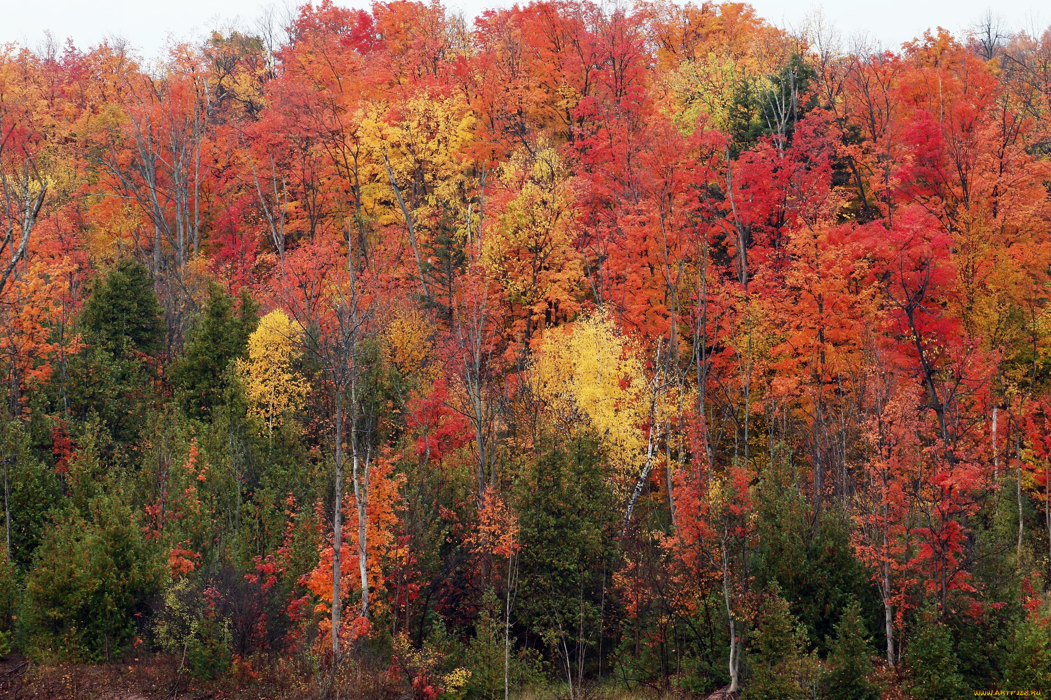 природа, лес