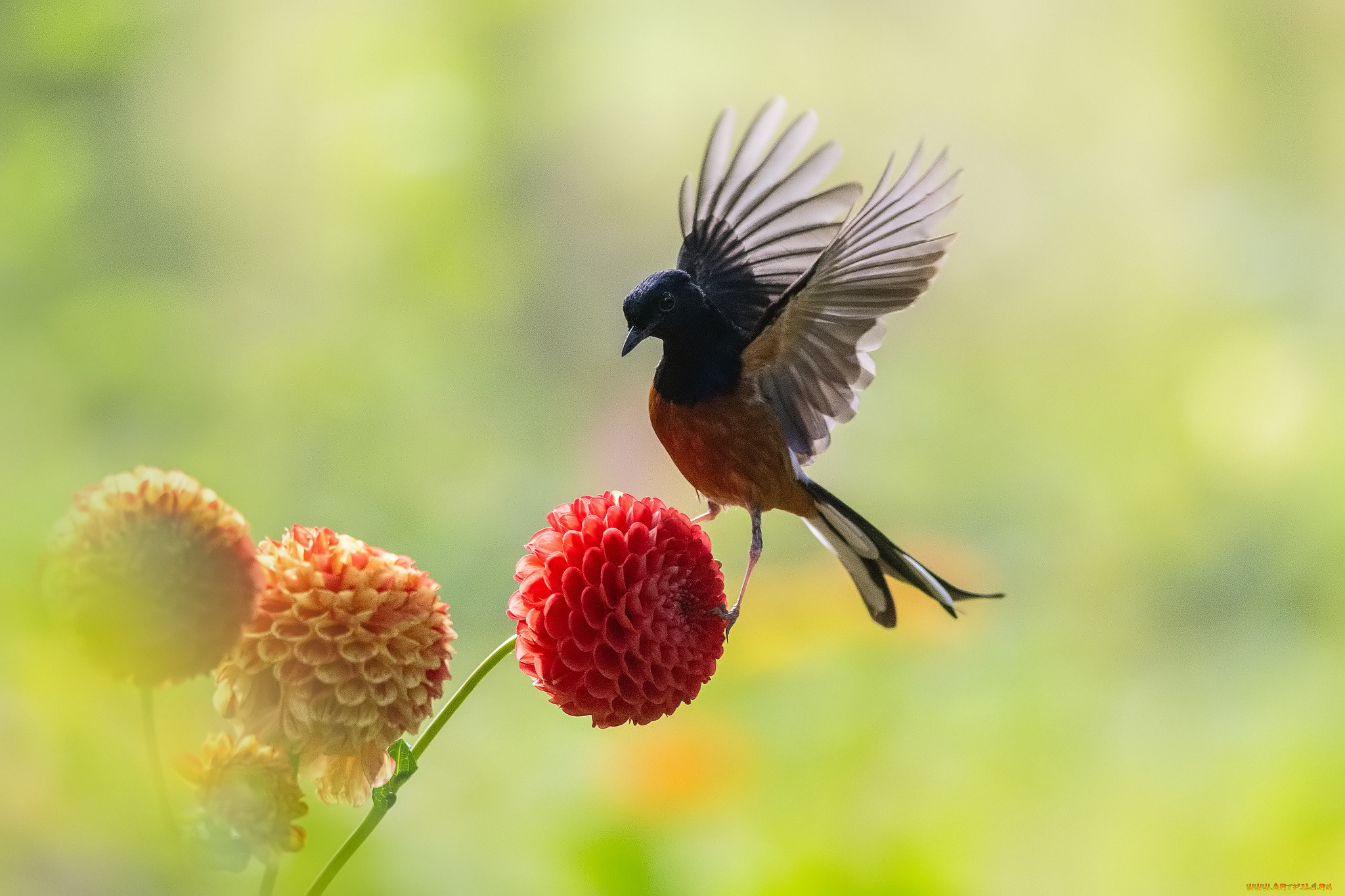 животные, птицы, птица