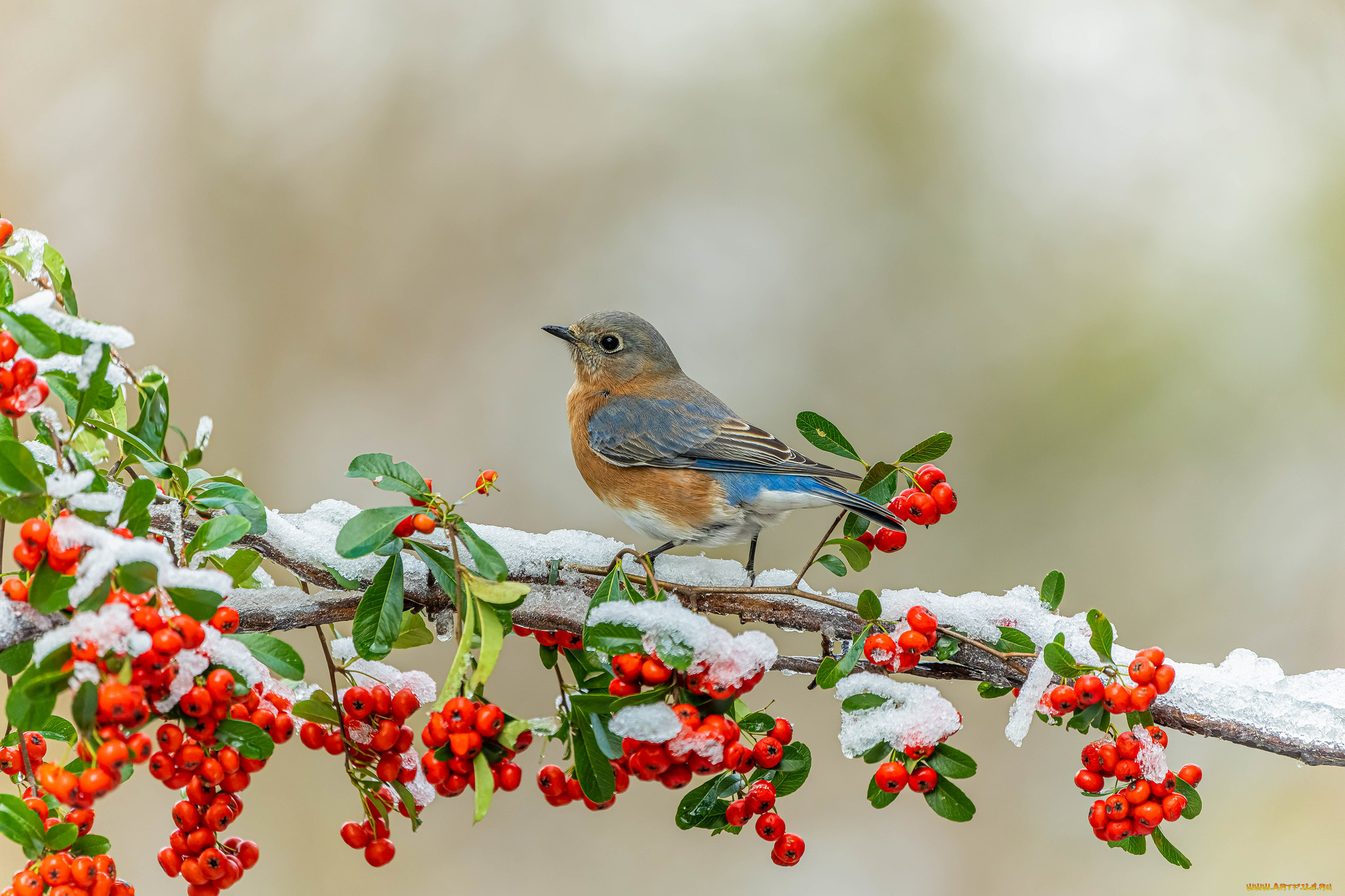 животные, синицы, , лазоревки, птицы