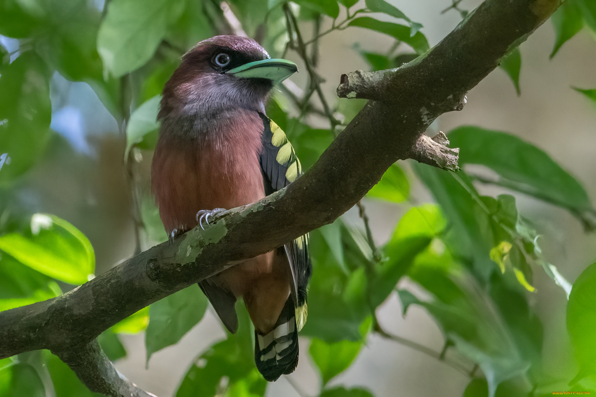 животные, птицы, птица