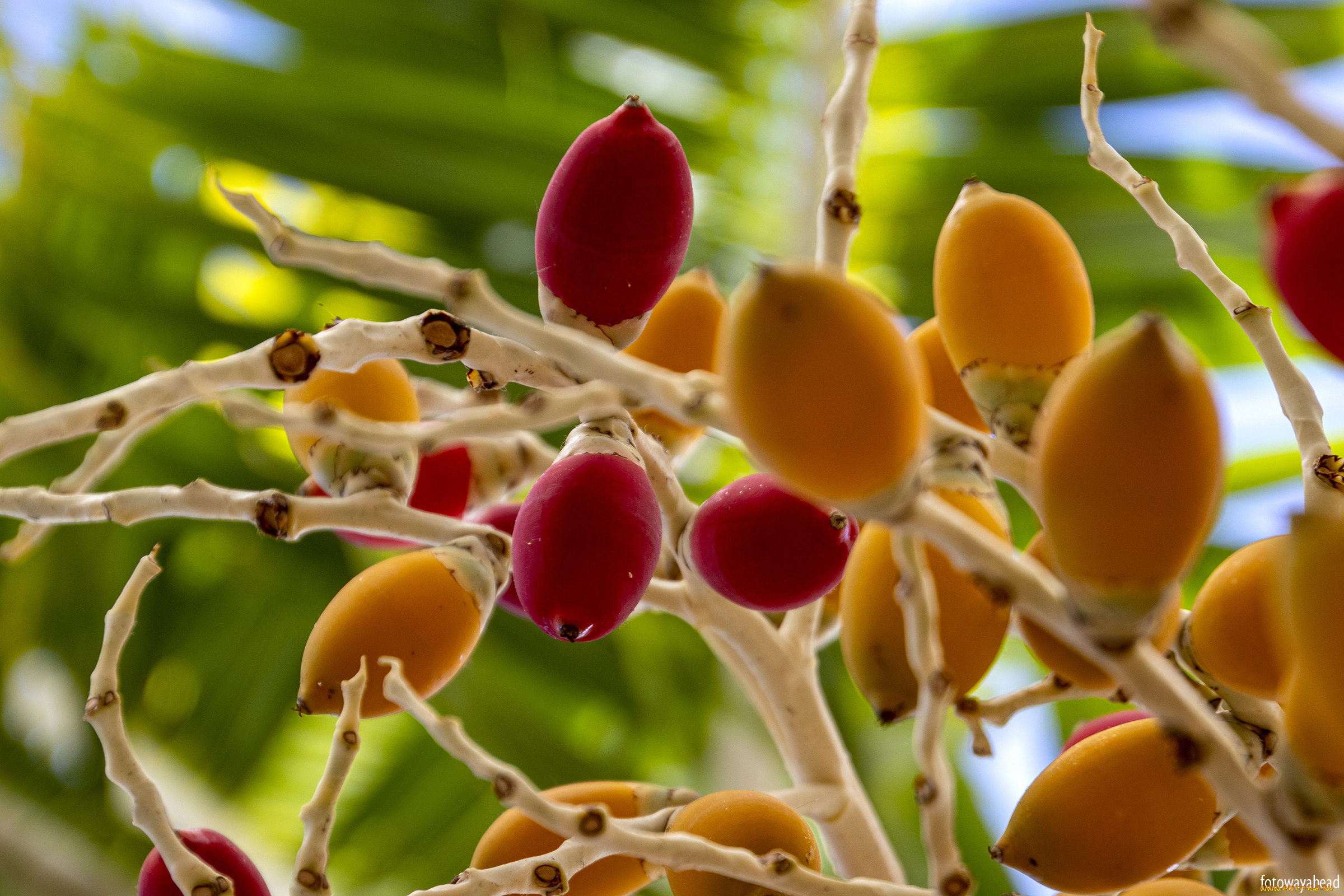 природа, плоды, ягоды